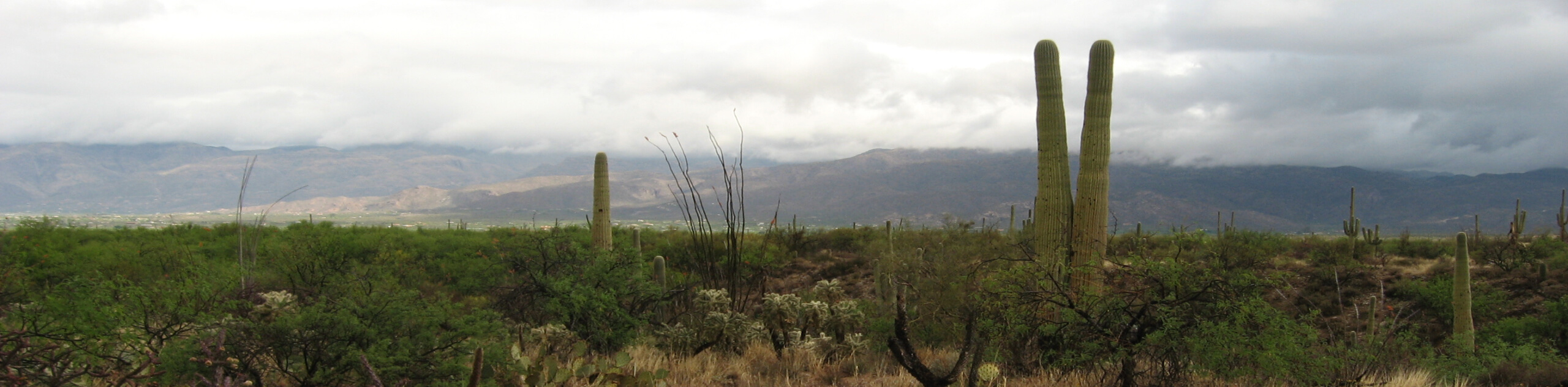 Mica View, Cholla, and Cactus Forest Loop