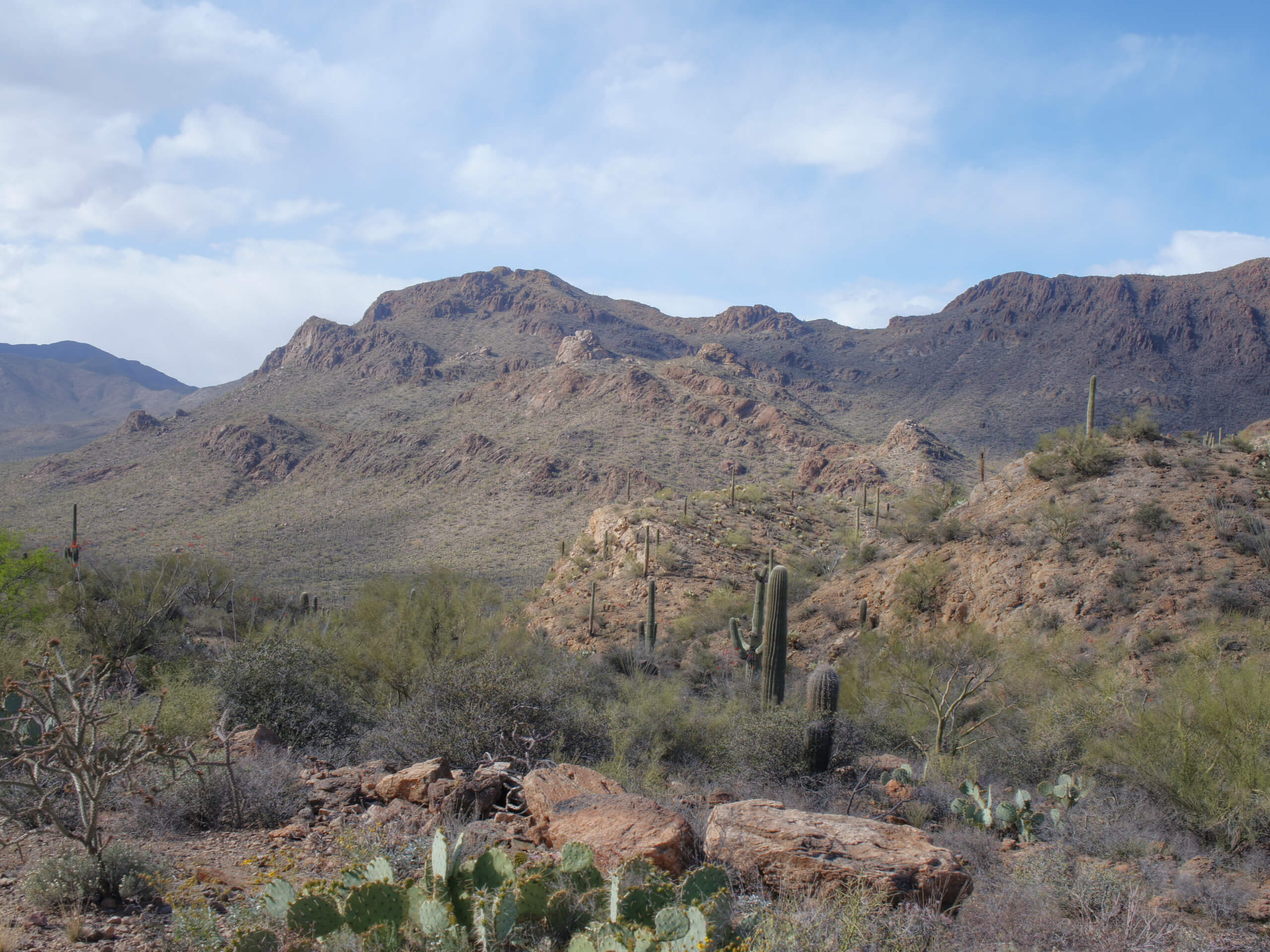 Rock Wren, Yetman, and Starr Pass Loop