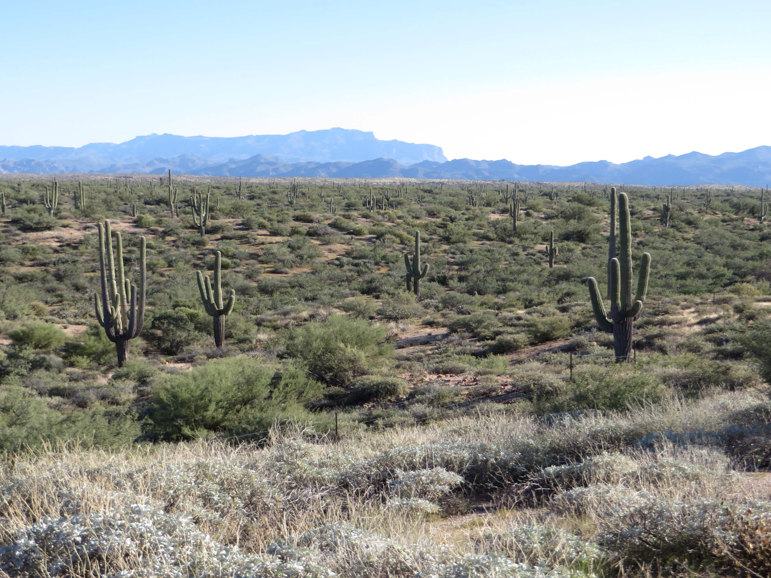 Saguaro Vista, Lost Arrow, and Wildflower Loop