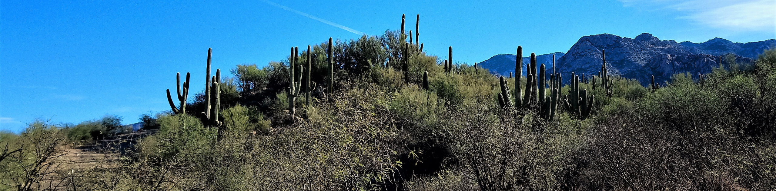 Shantz, Cholla, and Cactus Forest Loop