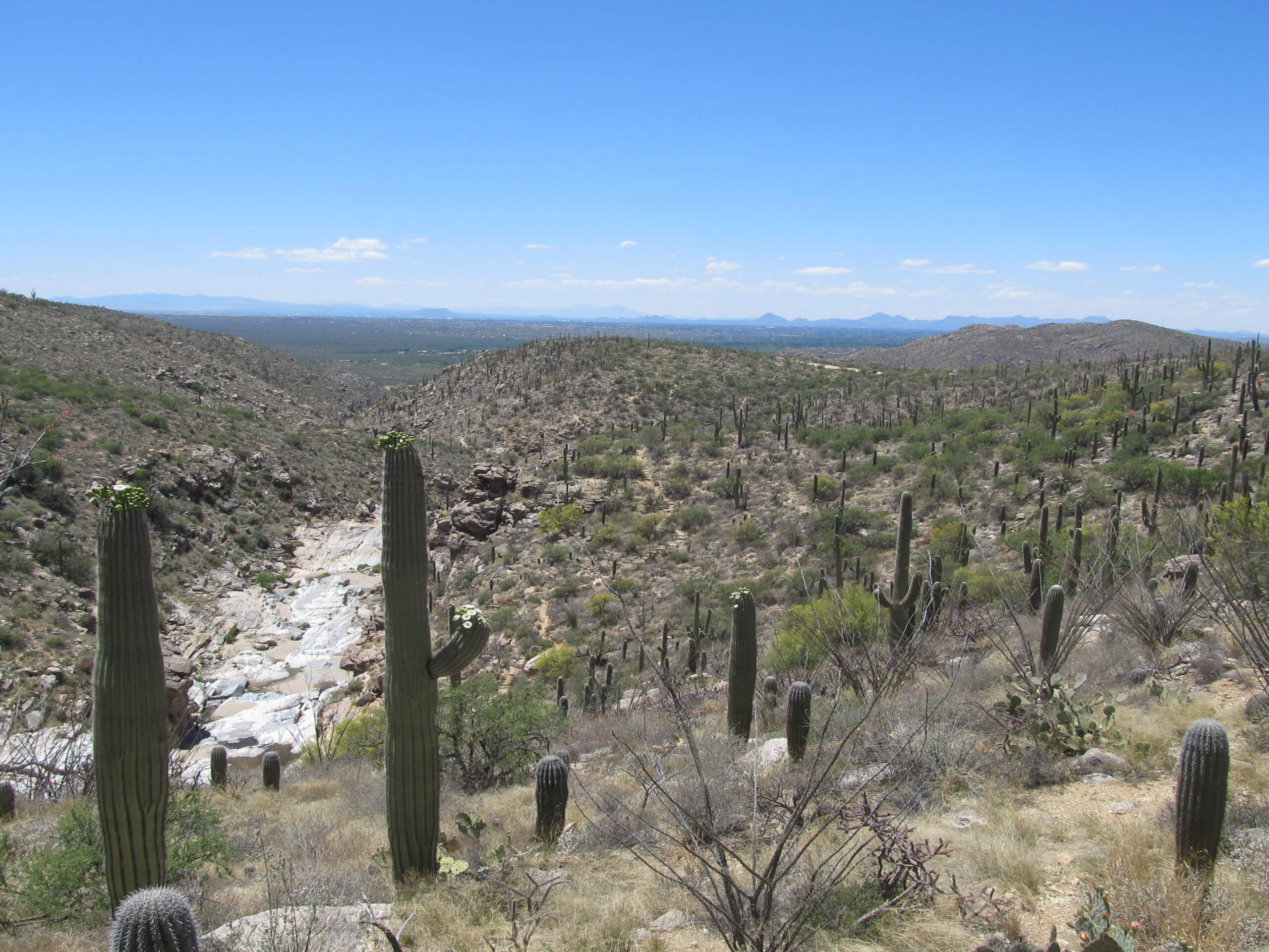 Tanque Verde Falls Trail