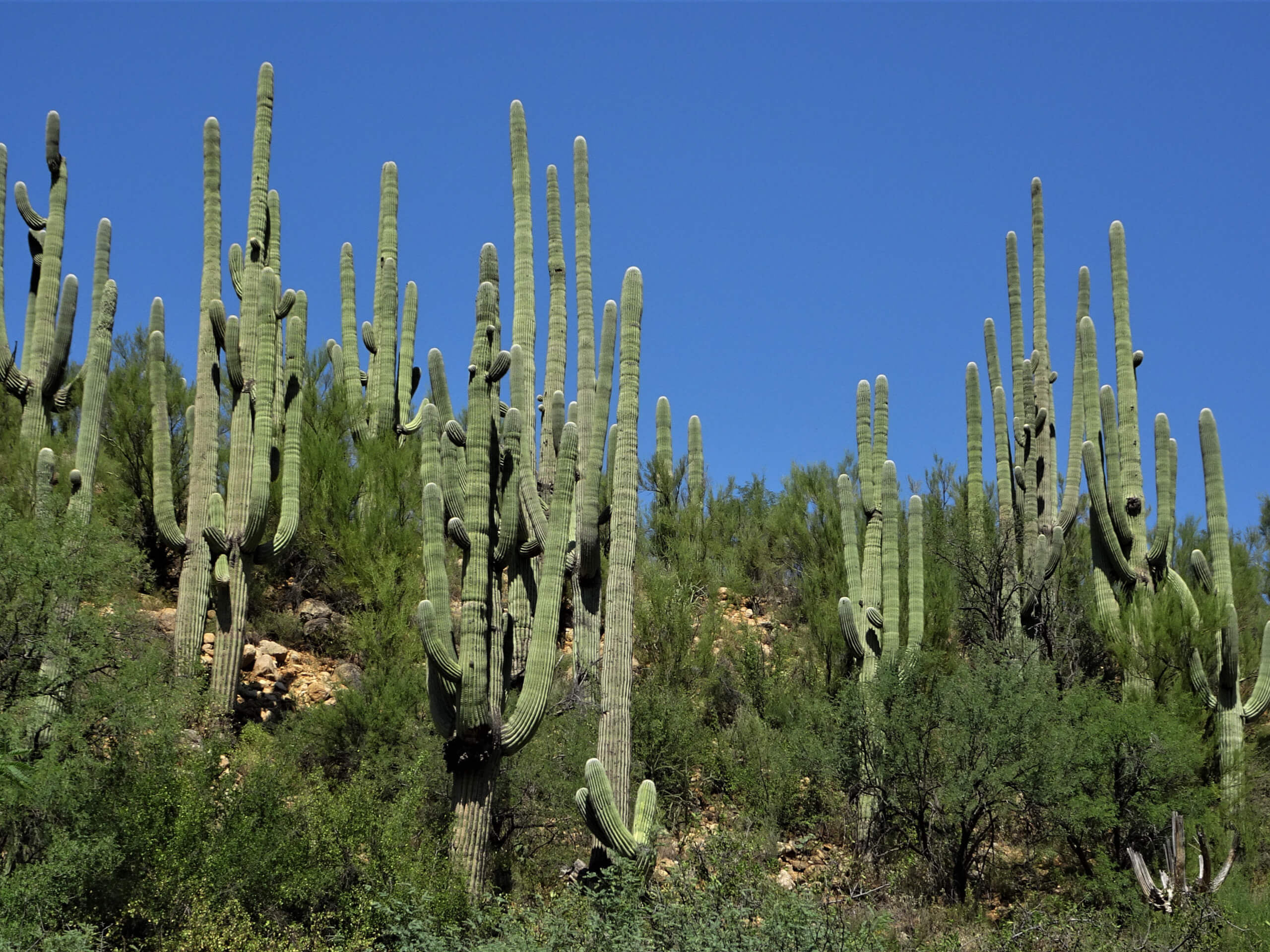 Thunderbird Trail