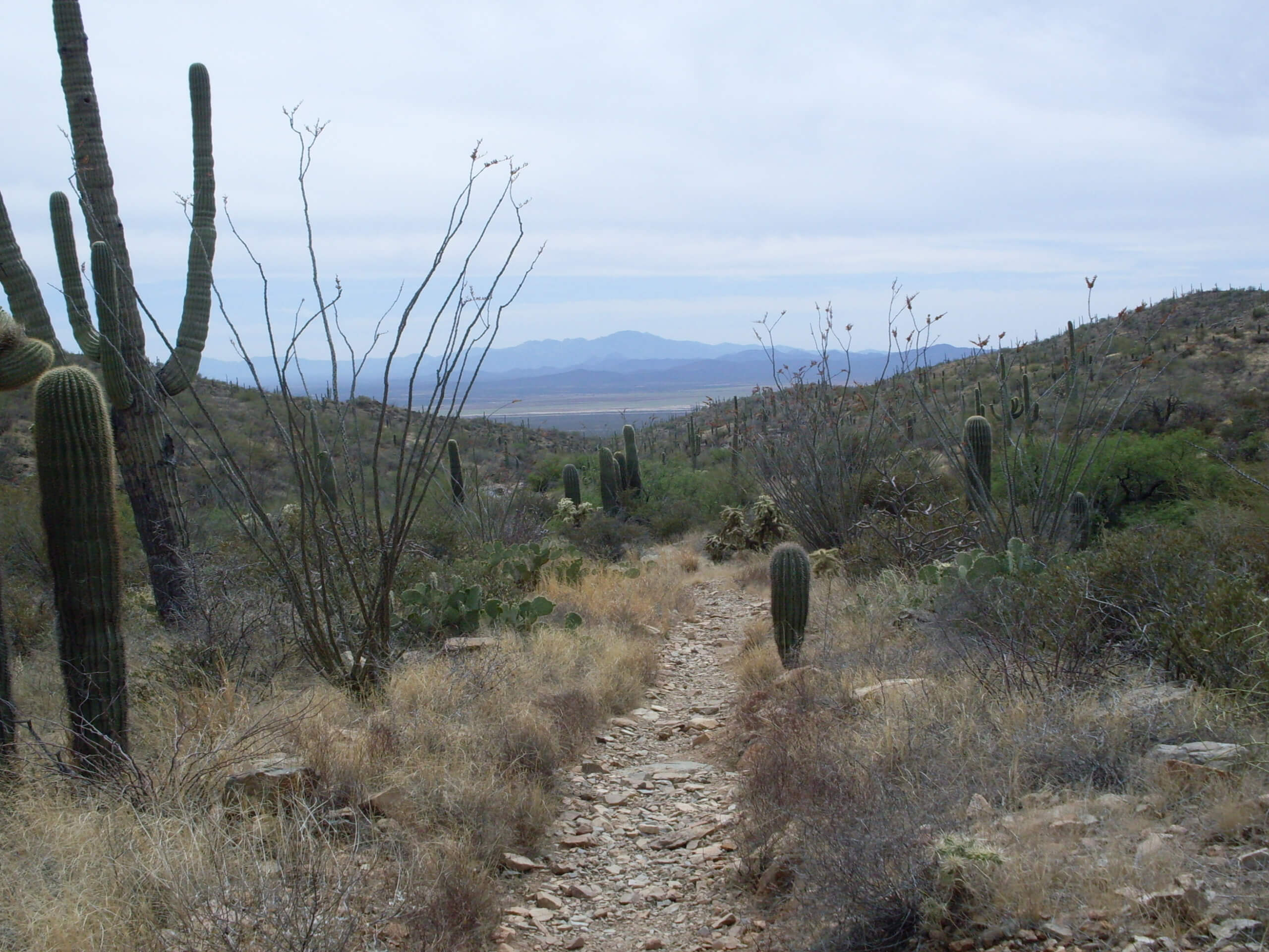 Wasson Peak via Sweetwater Trail