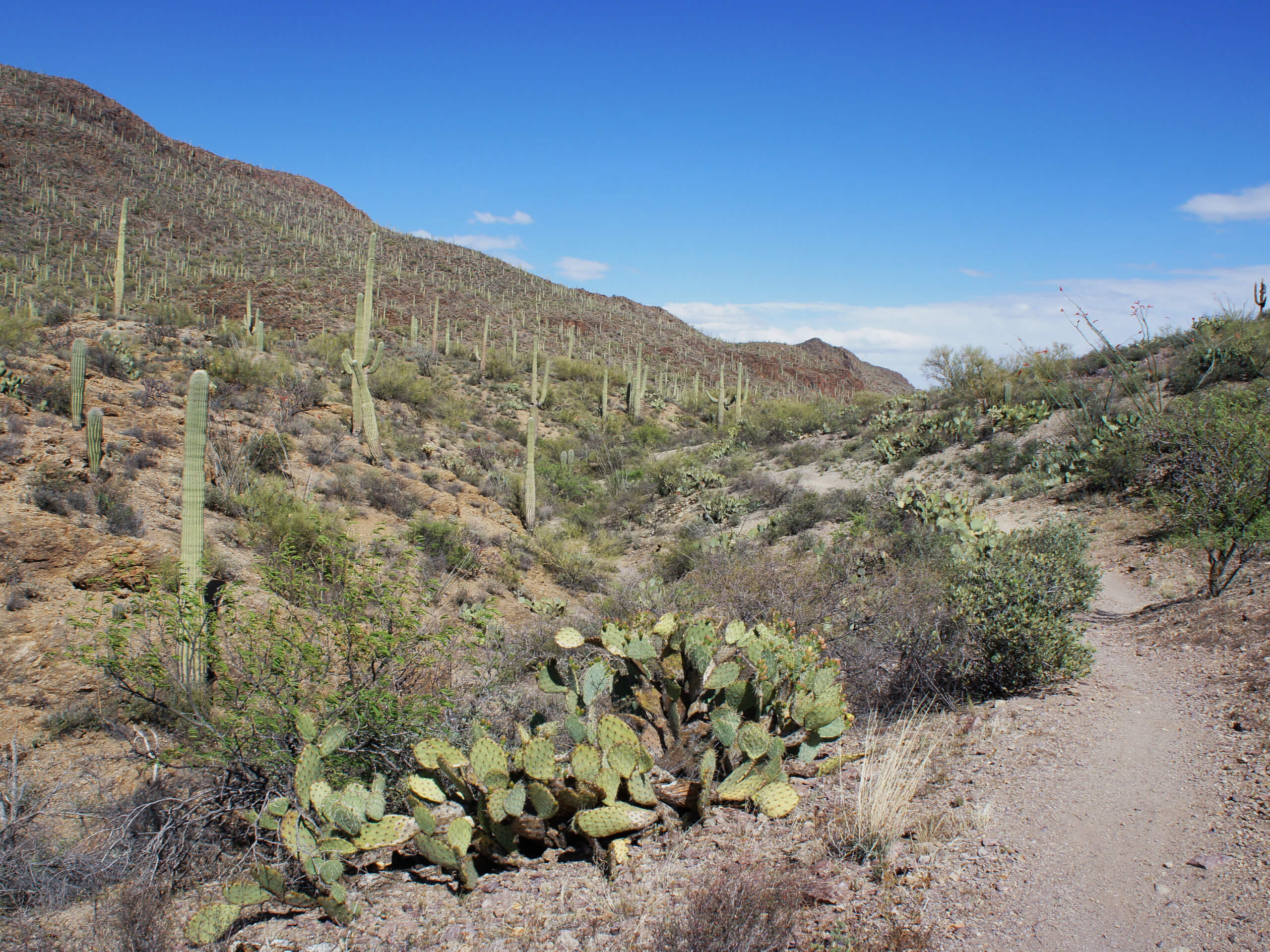 Yetman and 5th Avenue Trail