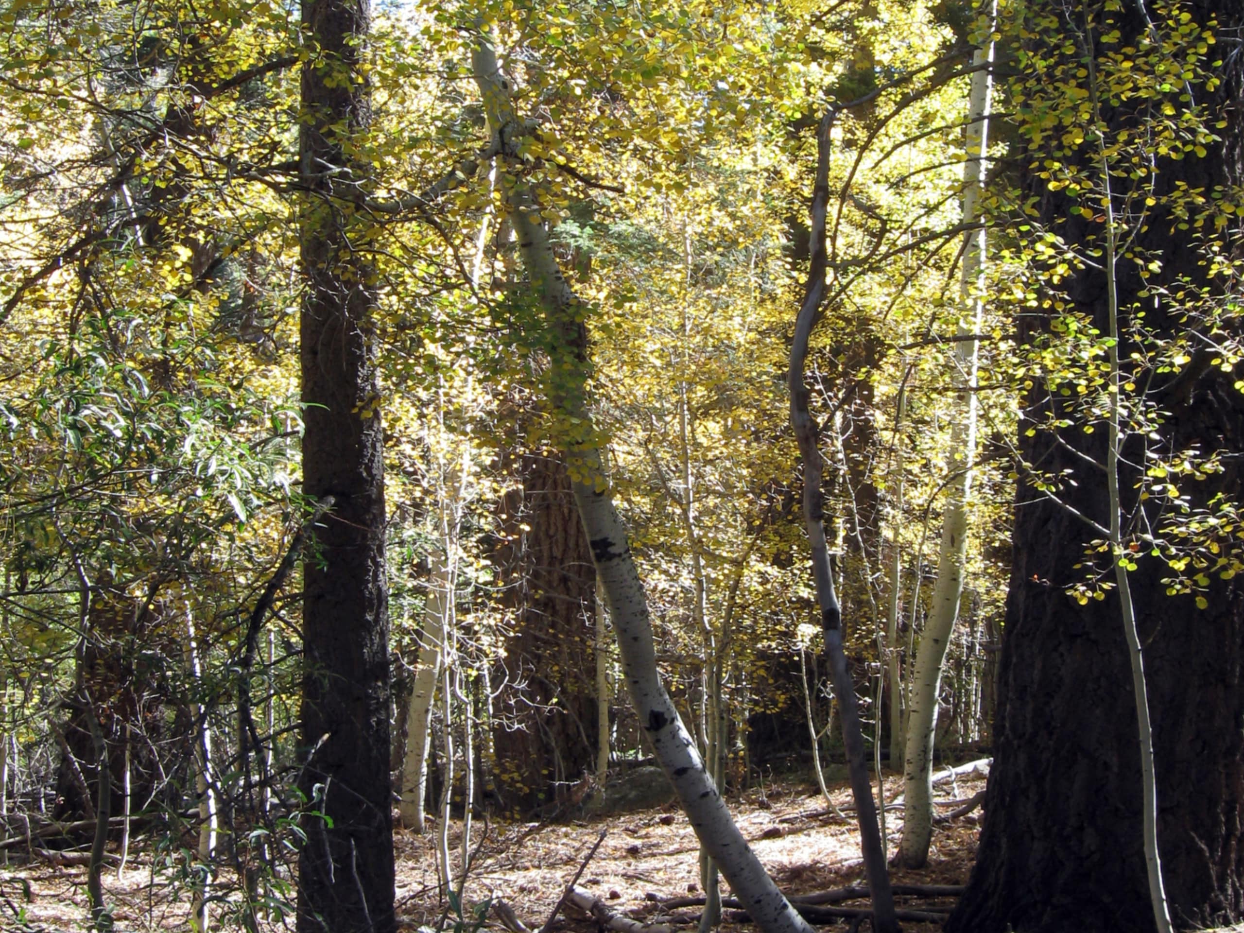 Aspen Grove Trail