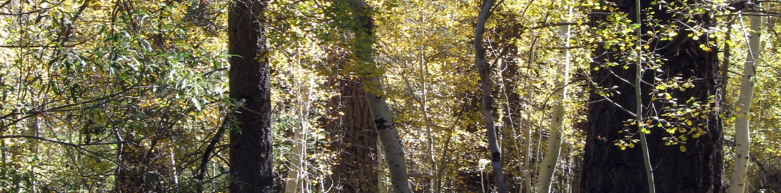 Aspen Grove Trail