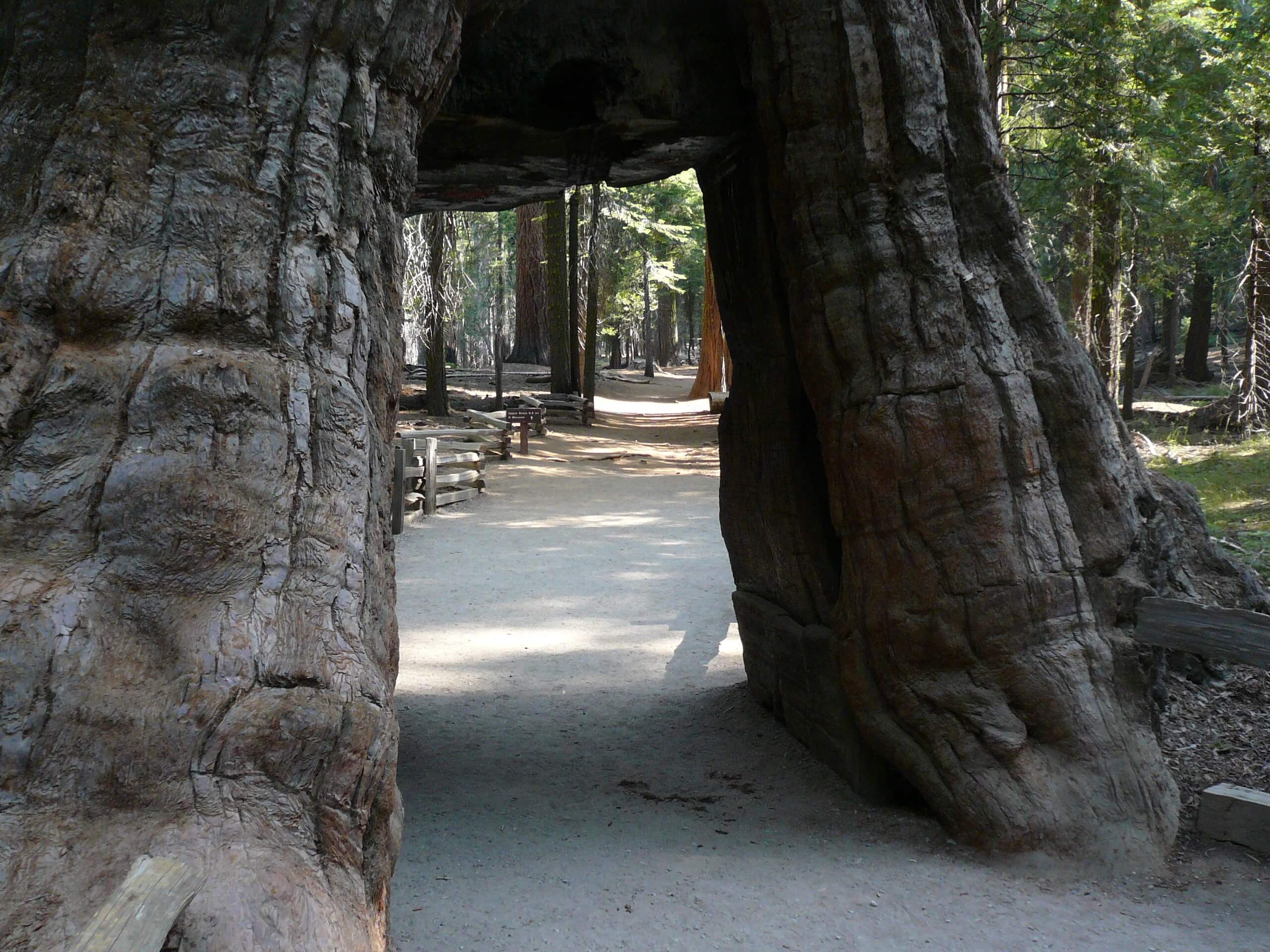 Grizzly Giant Loop Trail