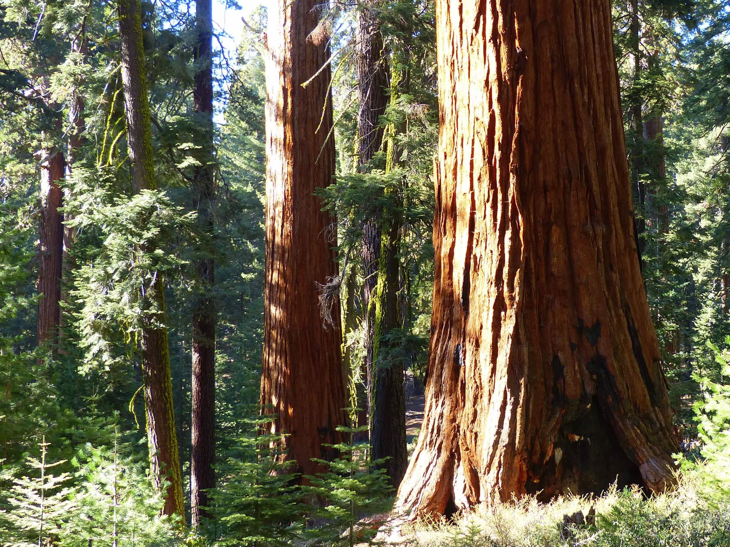Mariposa Grove of Giant Sequoias Trail