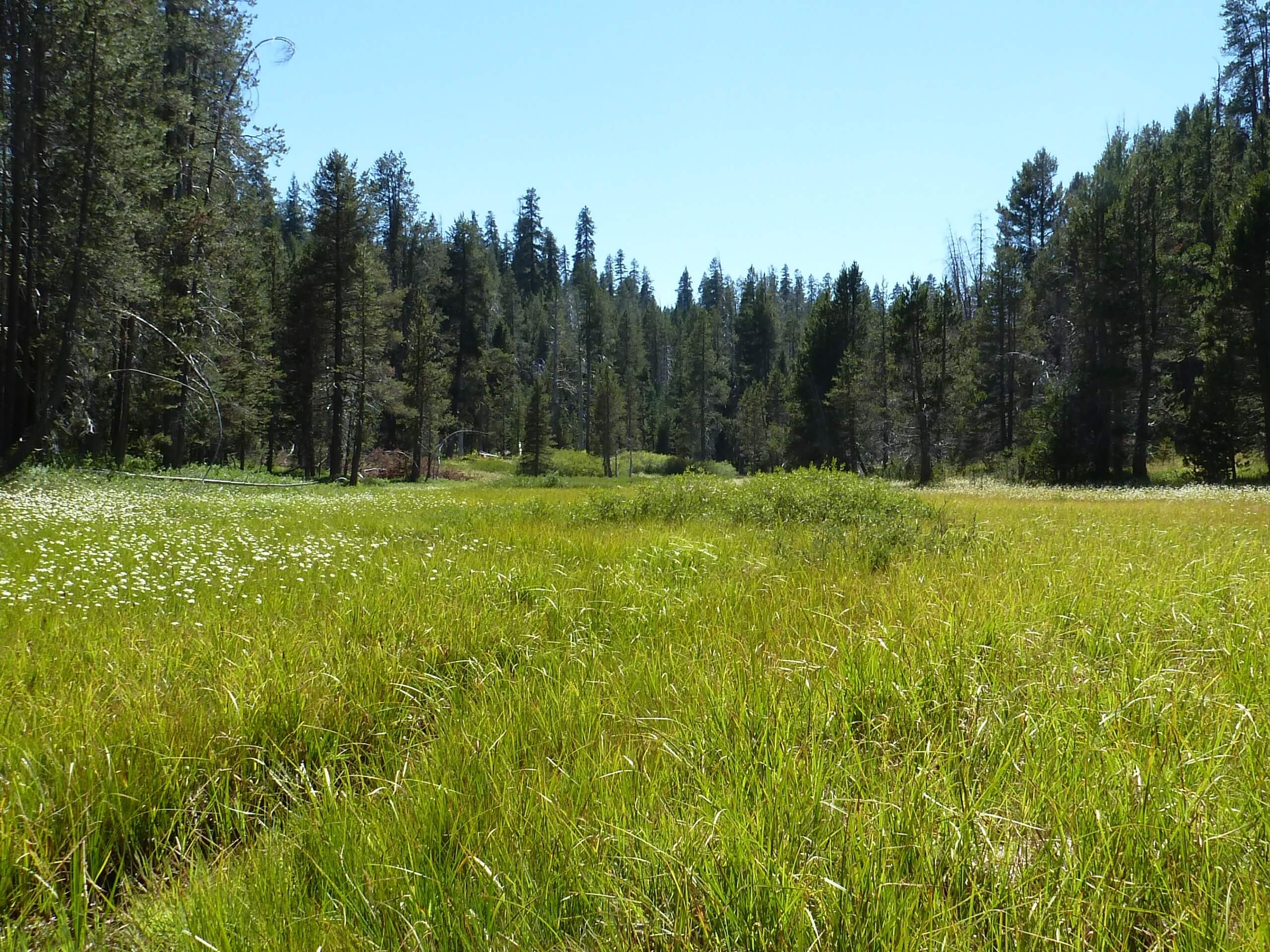 McGurk Meadow Trail