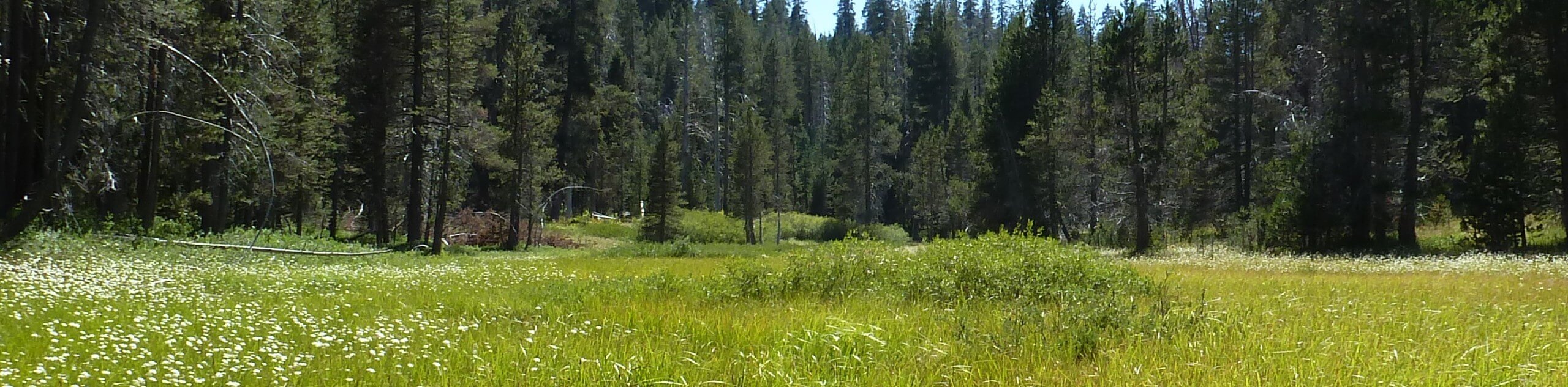 McGurk Meadow Trail