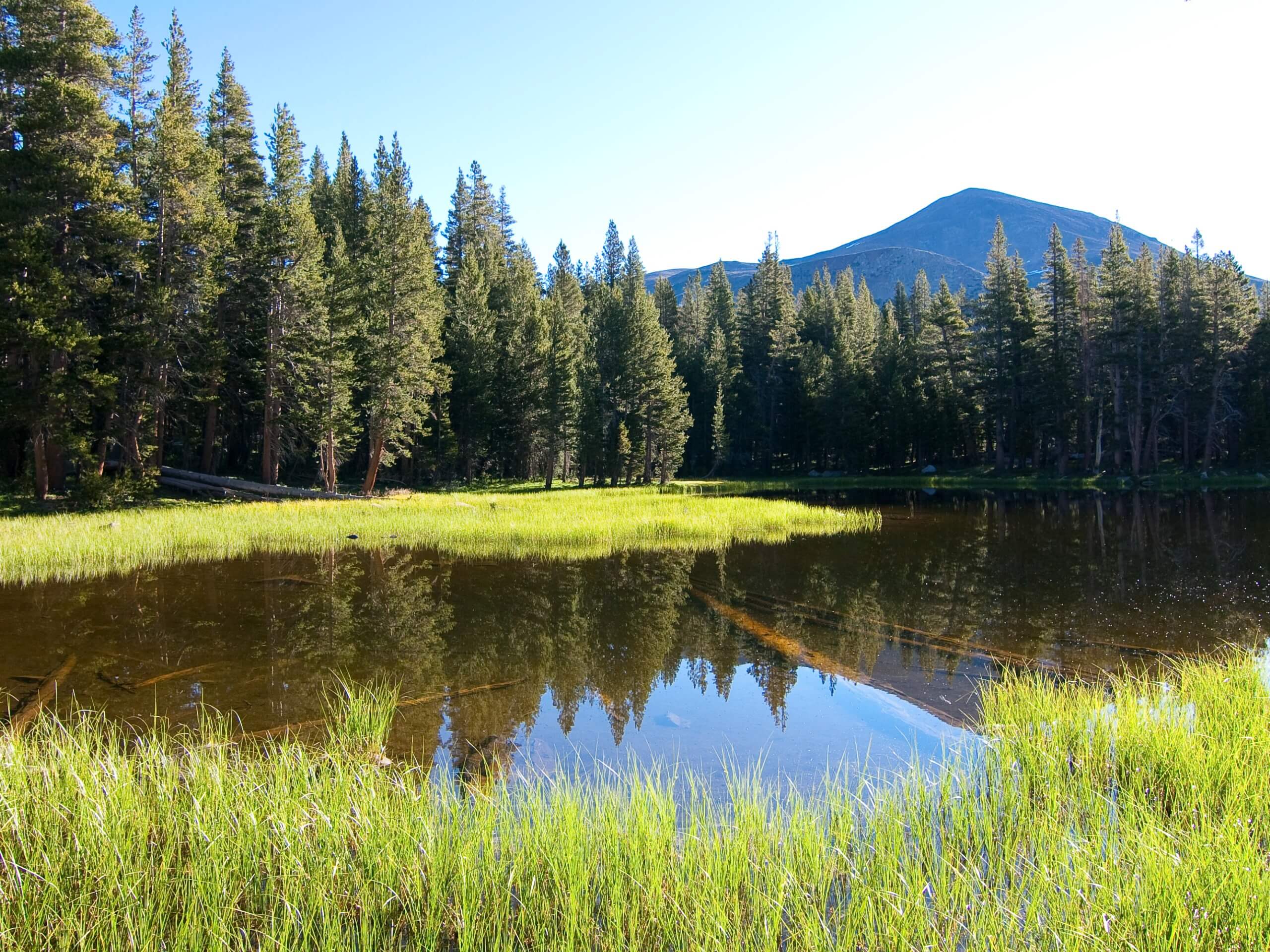 Mono Meadow Trail