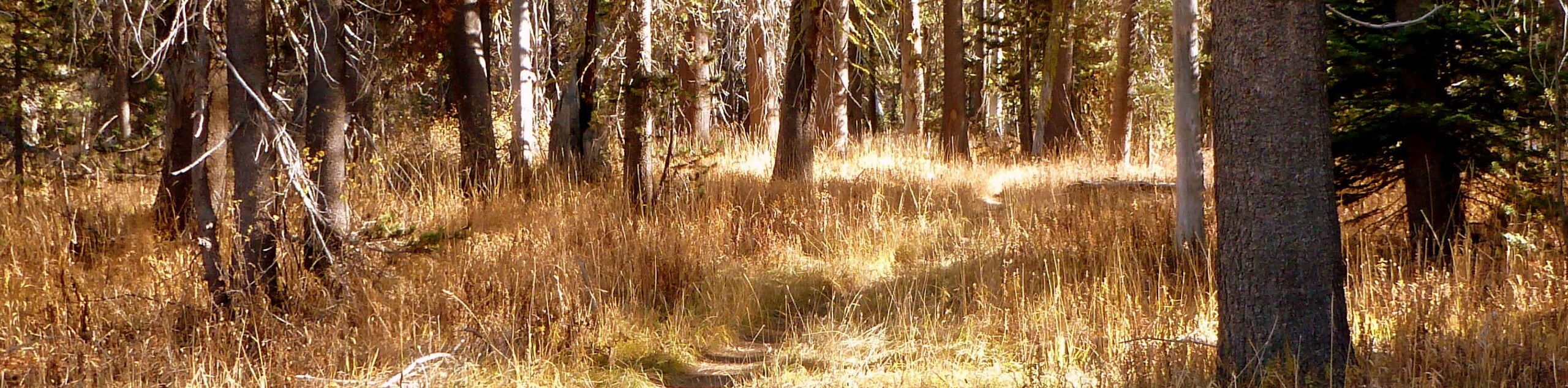 Pohono Trail via McGurk Meadow Hike