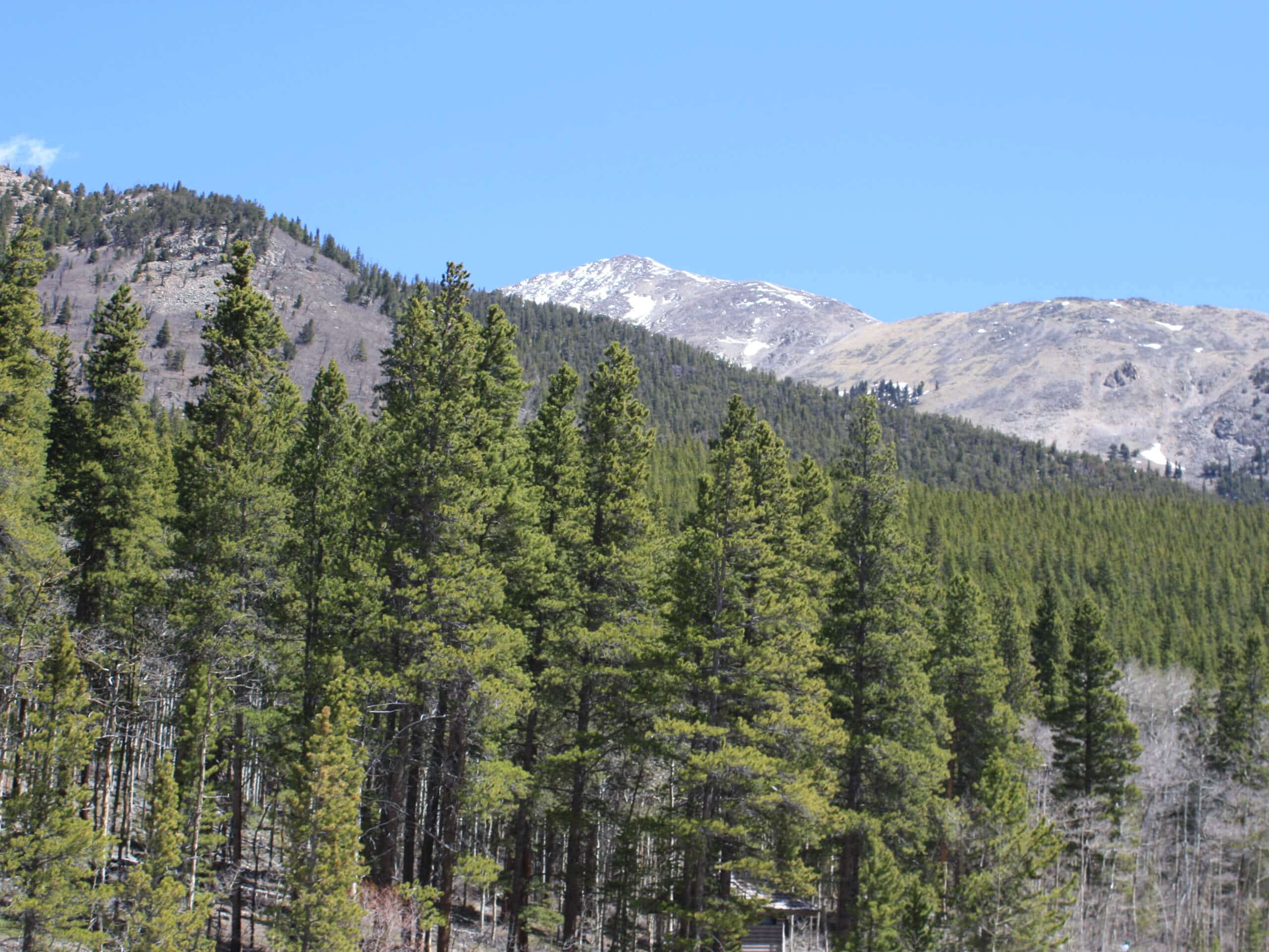 Colorado Trail Segment 13 via South Cottonwood Trailhead