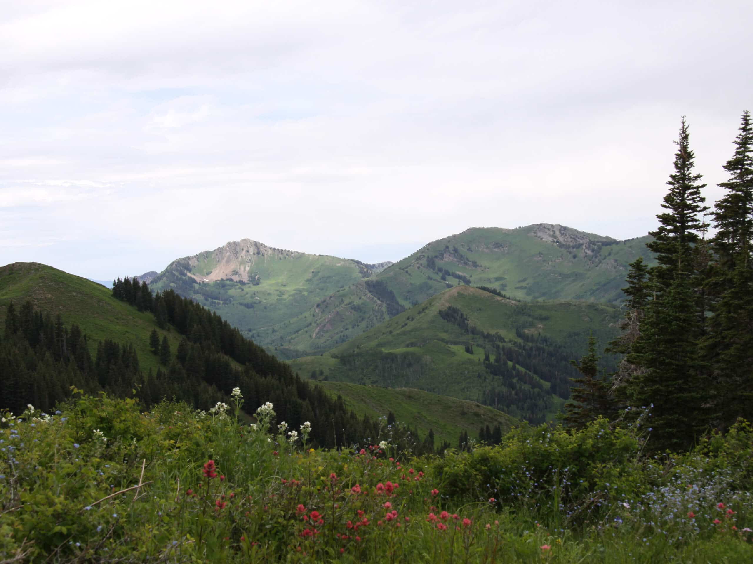 Gobblers Knob via Butler Fork Trail