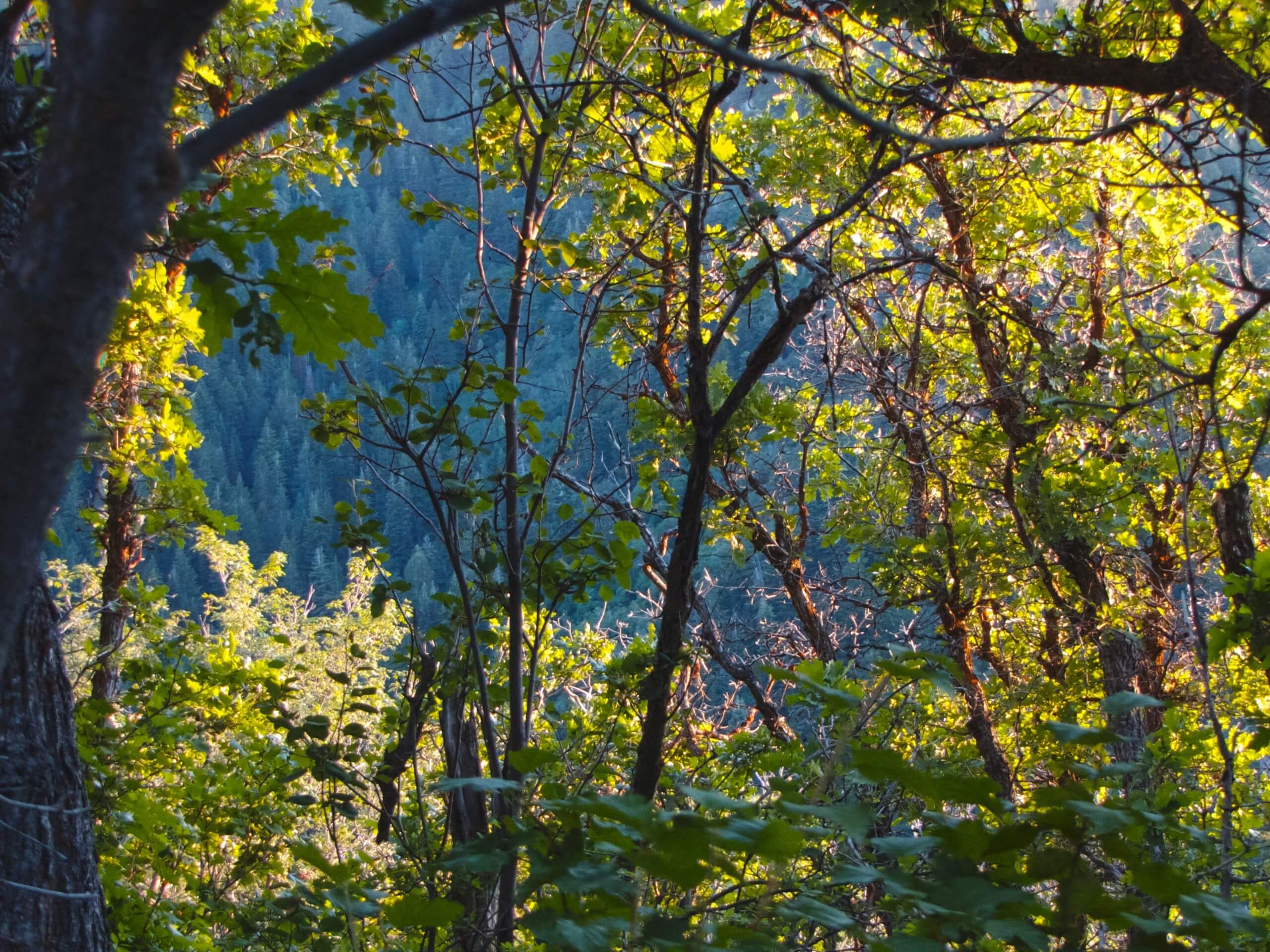 Porter Fork Trail