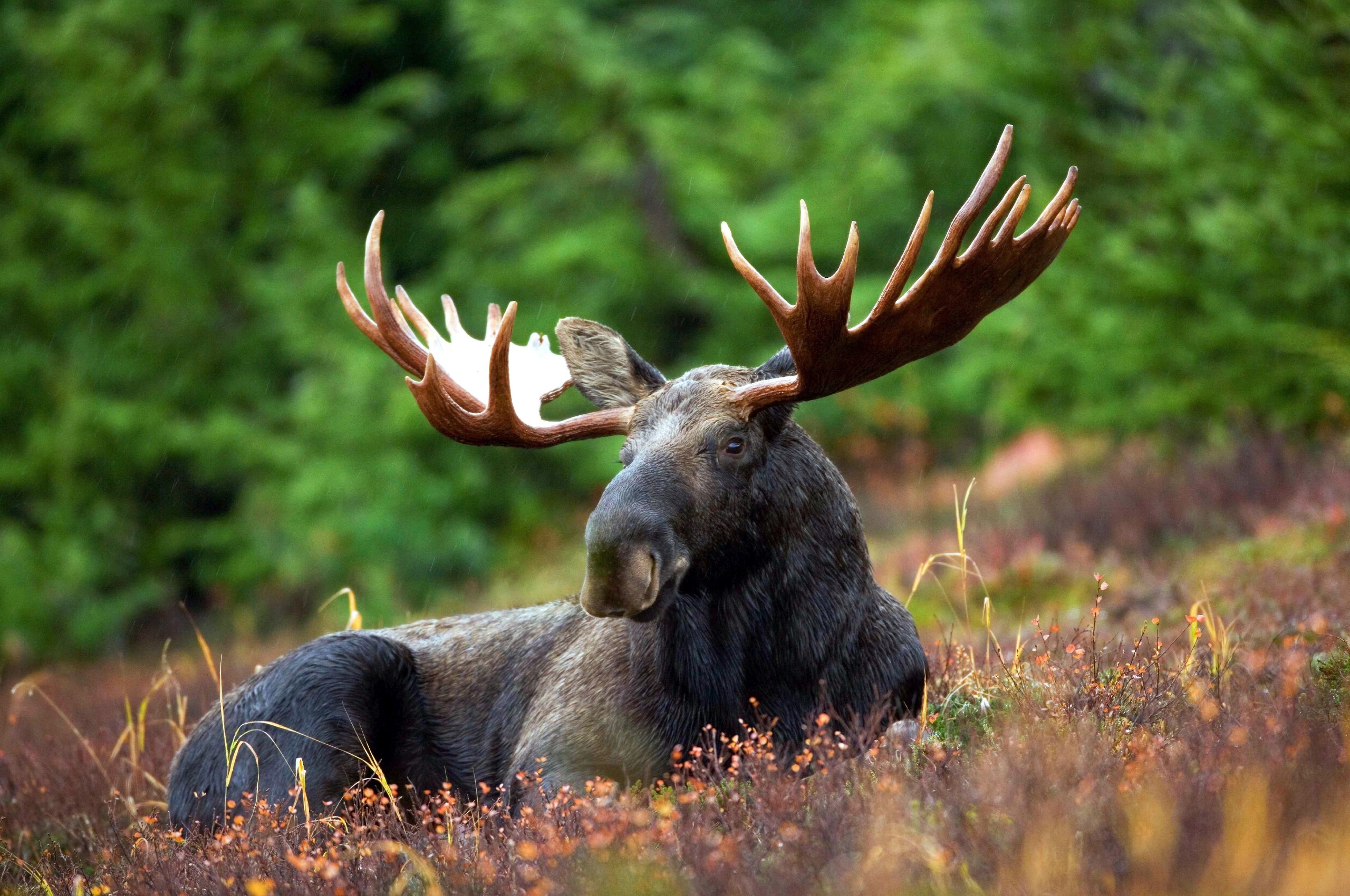 Beautiful moose resting on the colorful grass