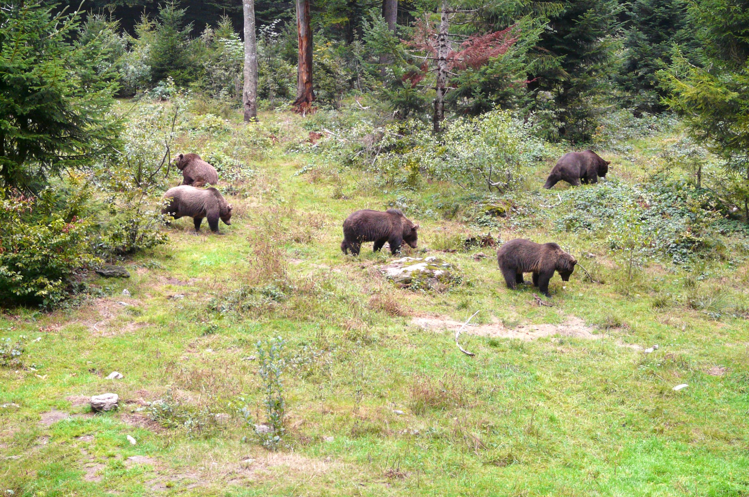 Five grizzlies feeding in the wilderness