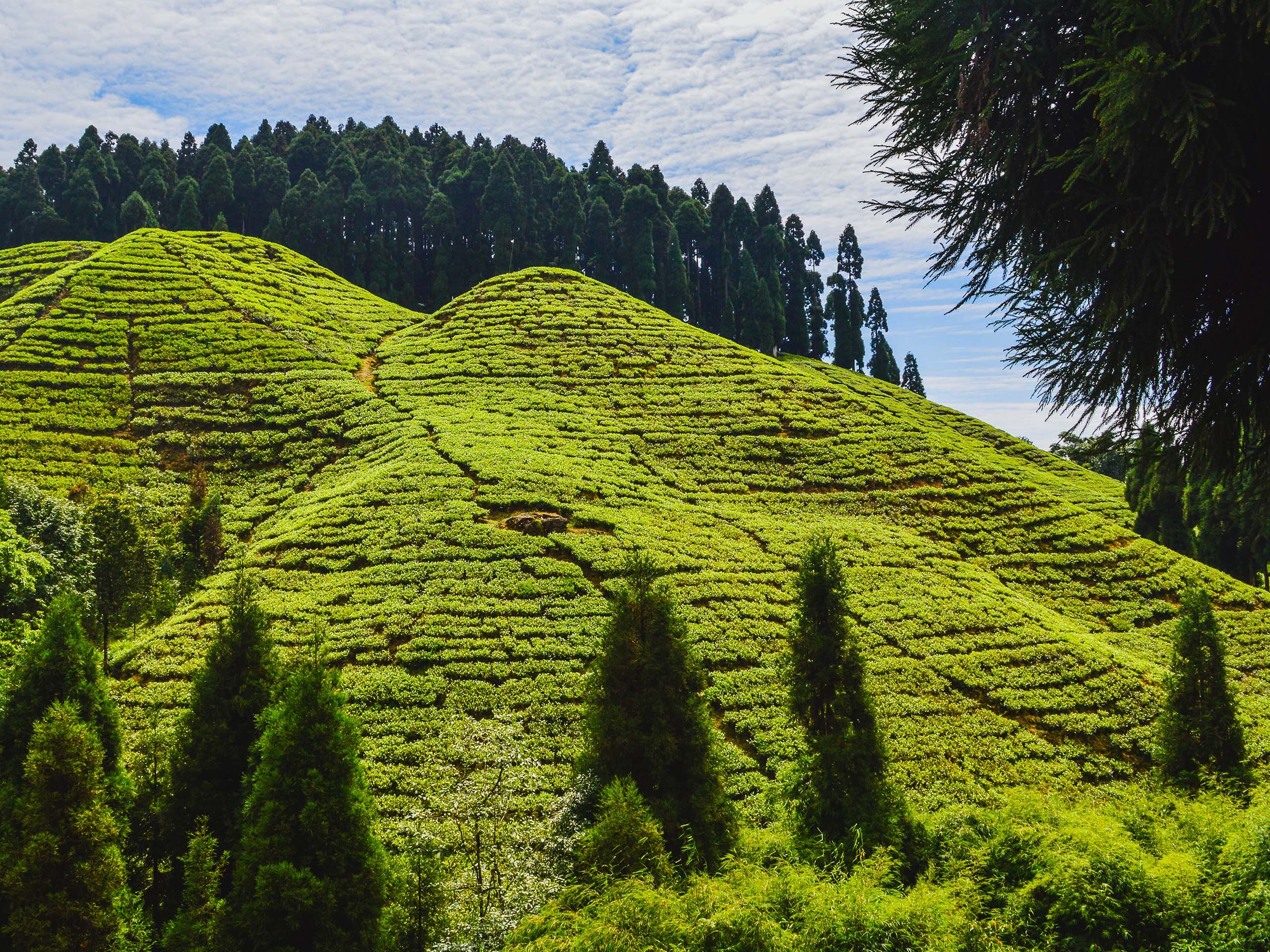 Darjeeling is a great spot for tea lovers