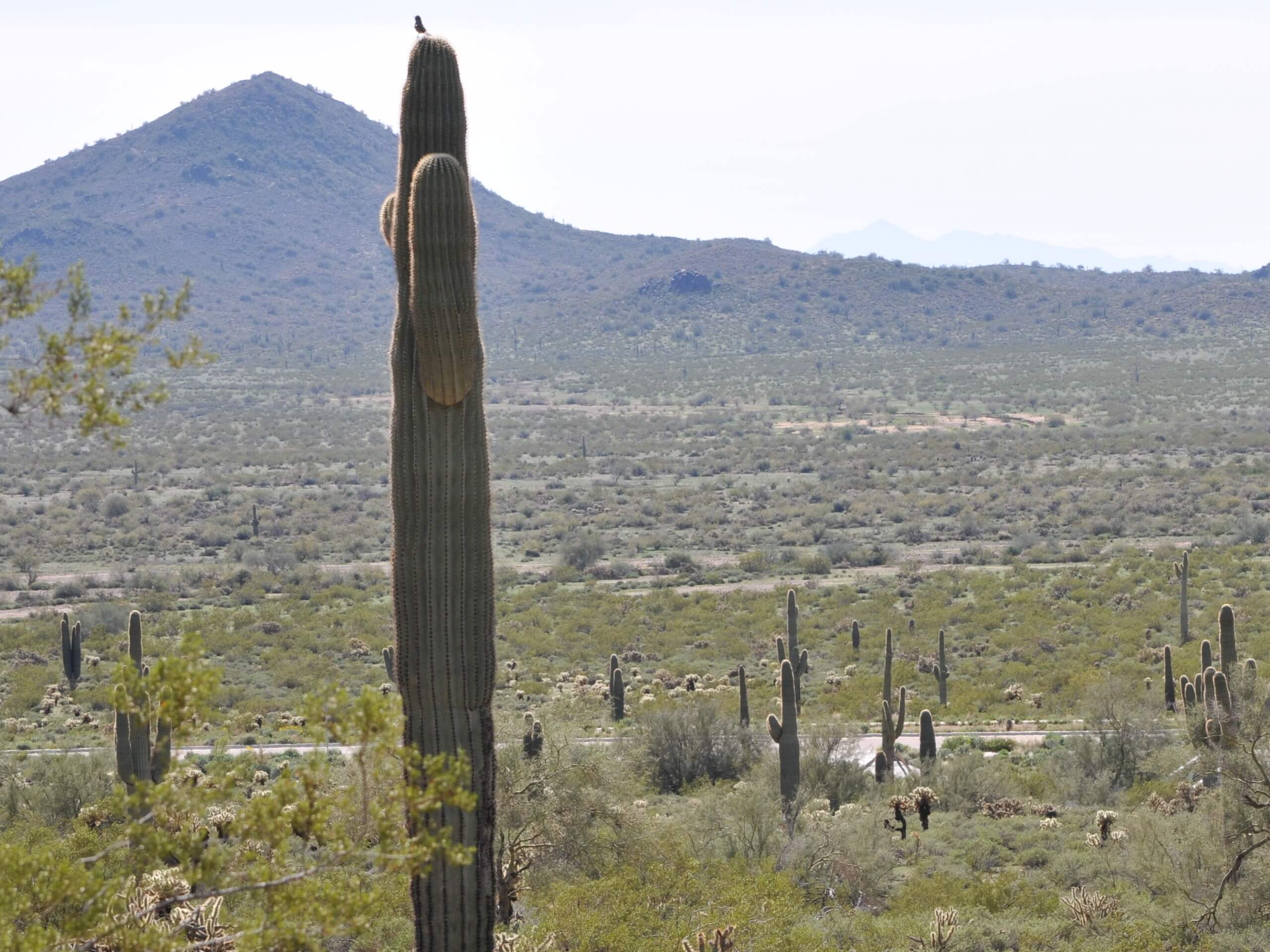 Apache Wash Loop Trail