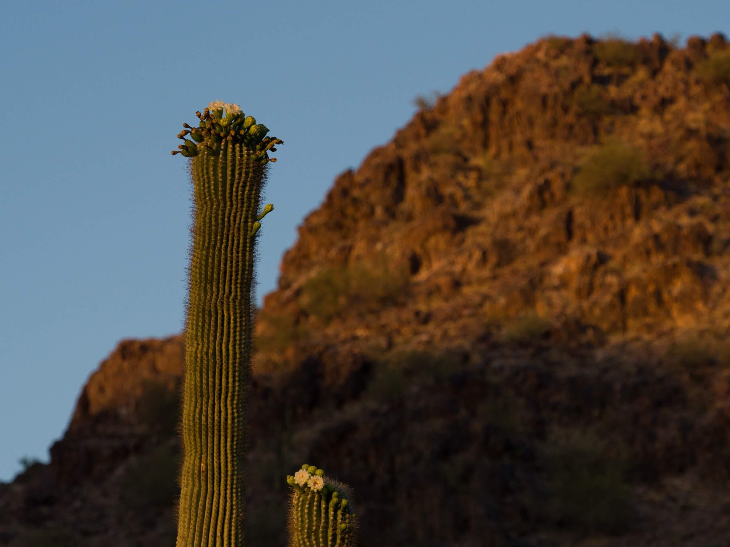 Pima Wash and Beverly Canyon Loop