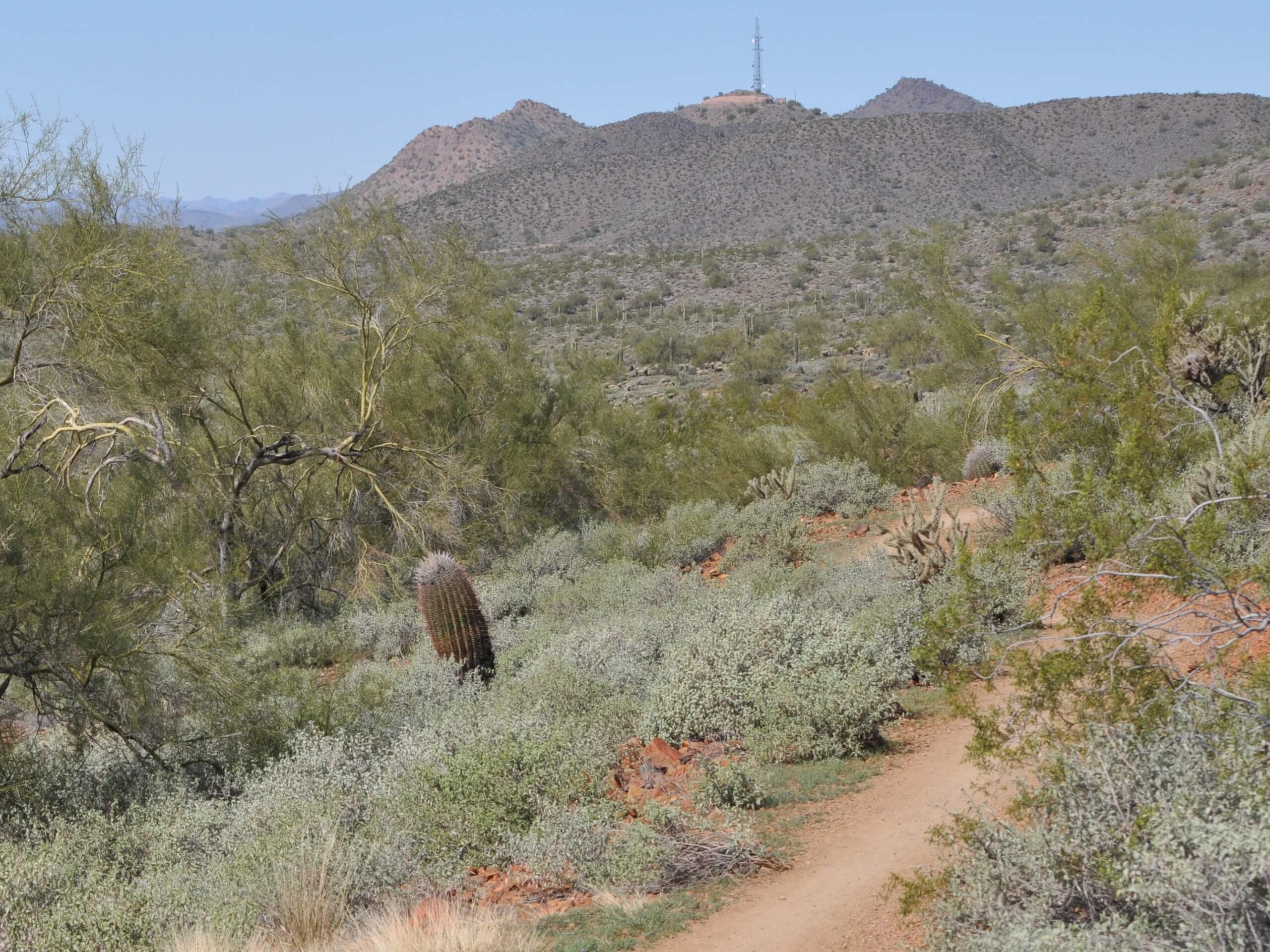 Sidewinder and Ocotillo Loop