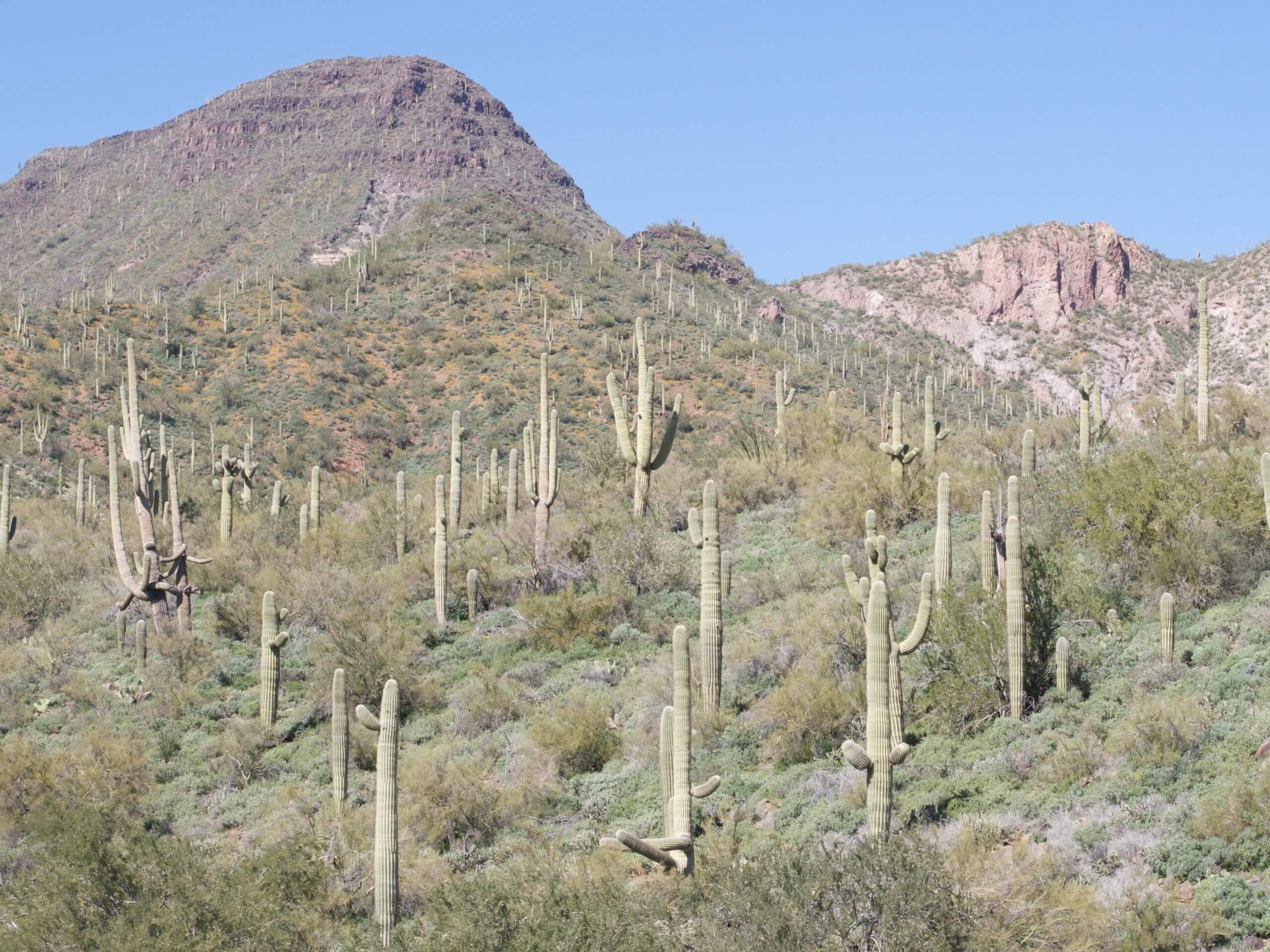 Skull Mesa Trail