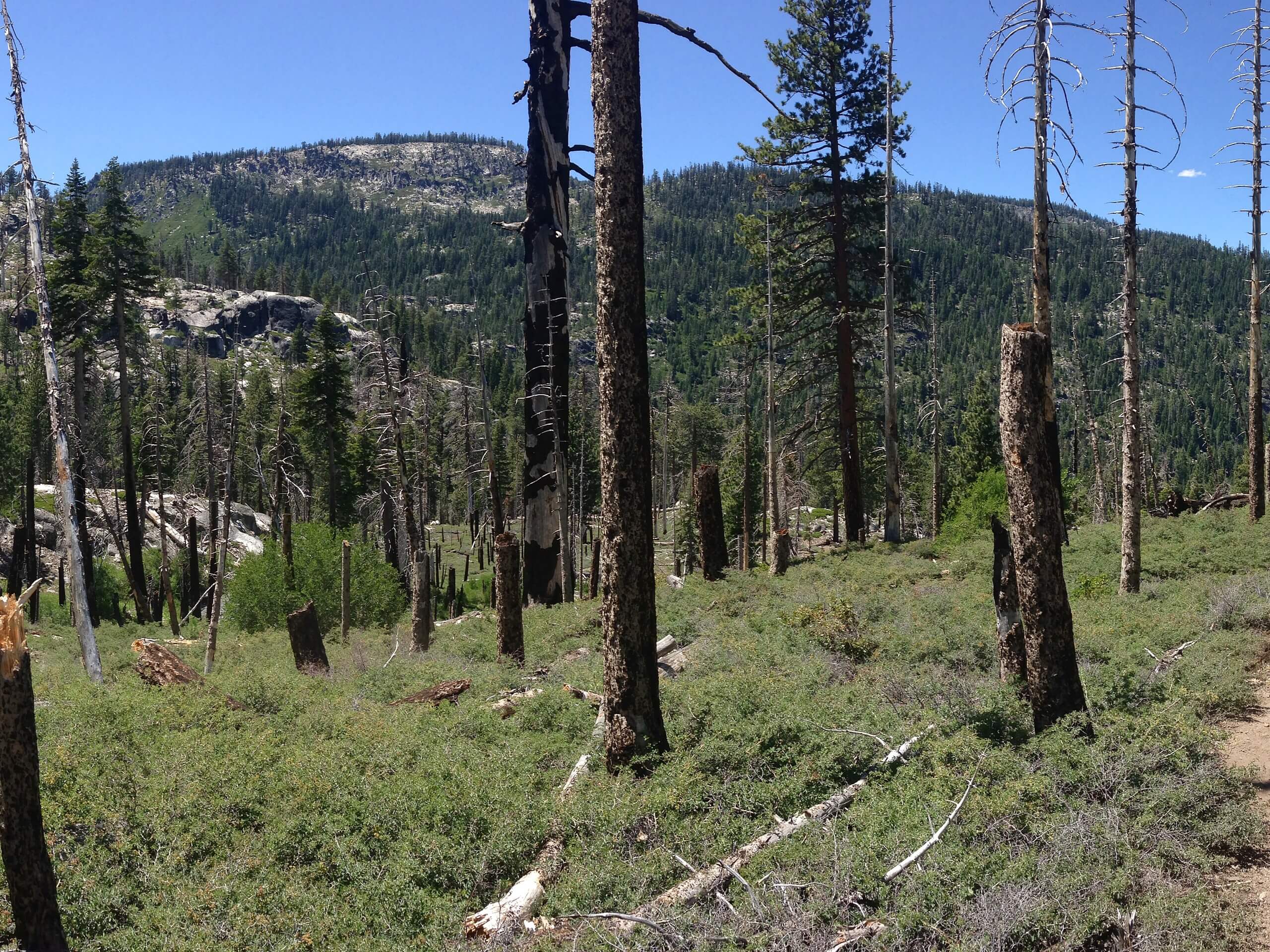 Dardanelles Lake via Christmas Valley Trail