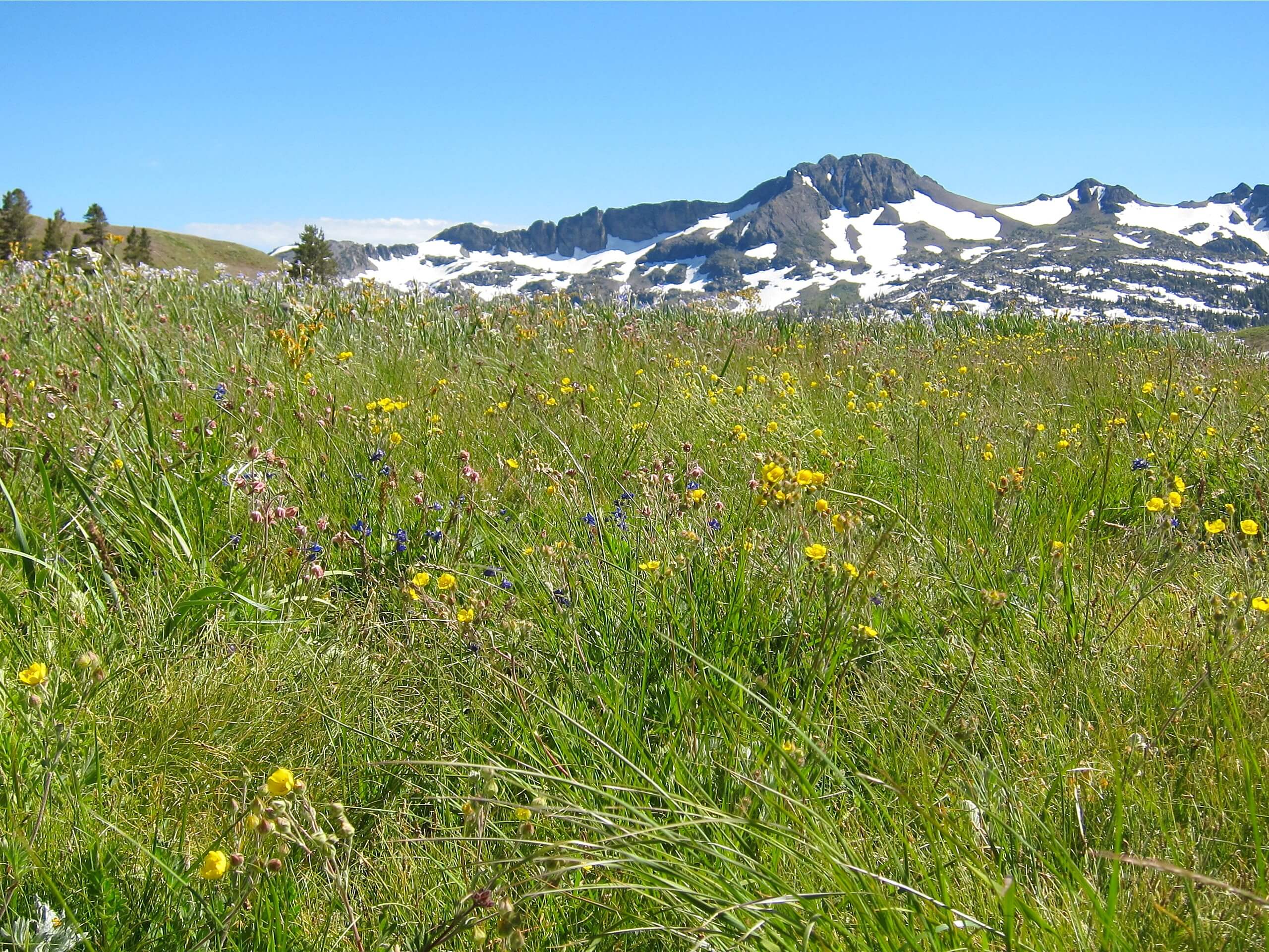 Lake Winnemucca via Carson Pass Hike