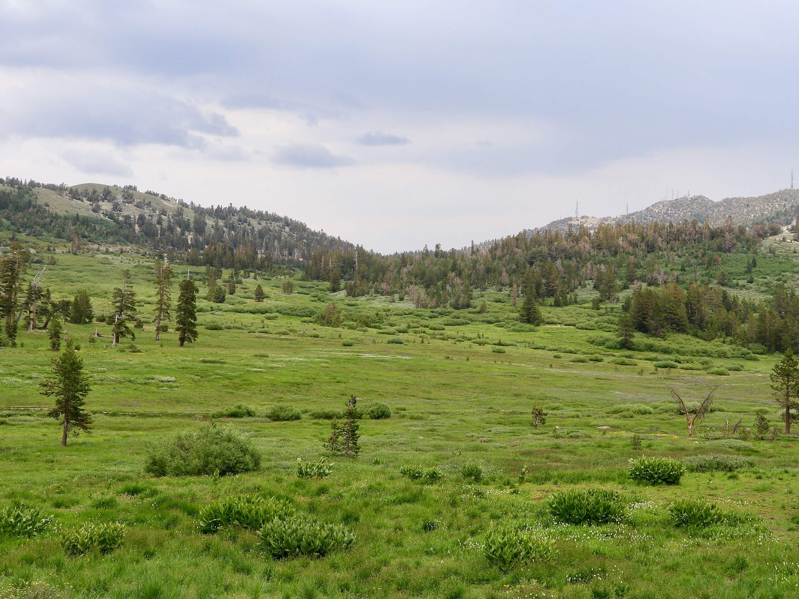 Tahoe Meadows Interpretive Loop