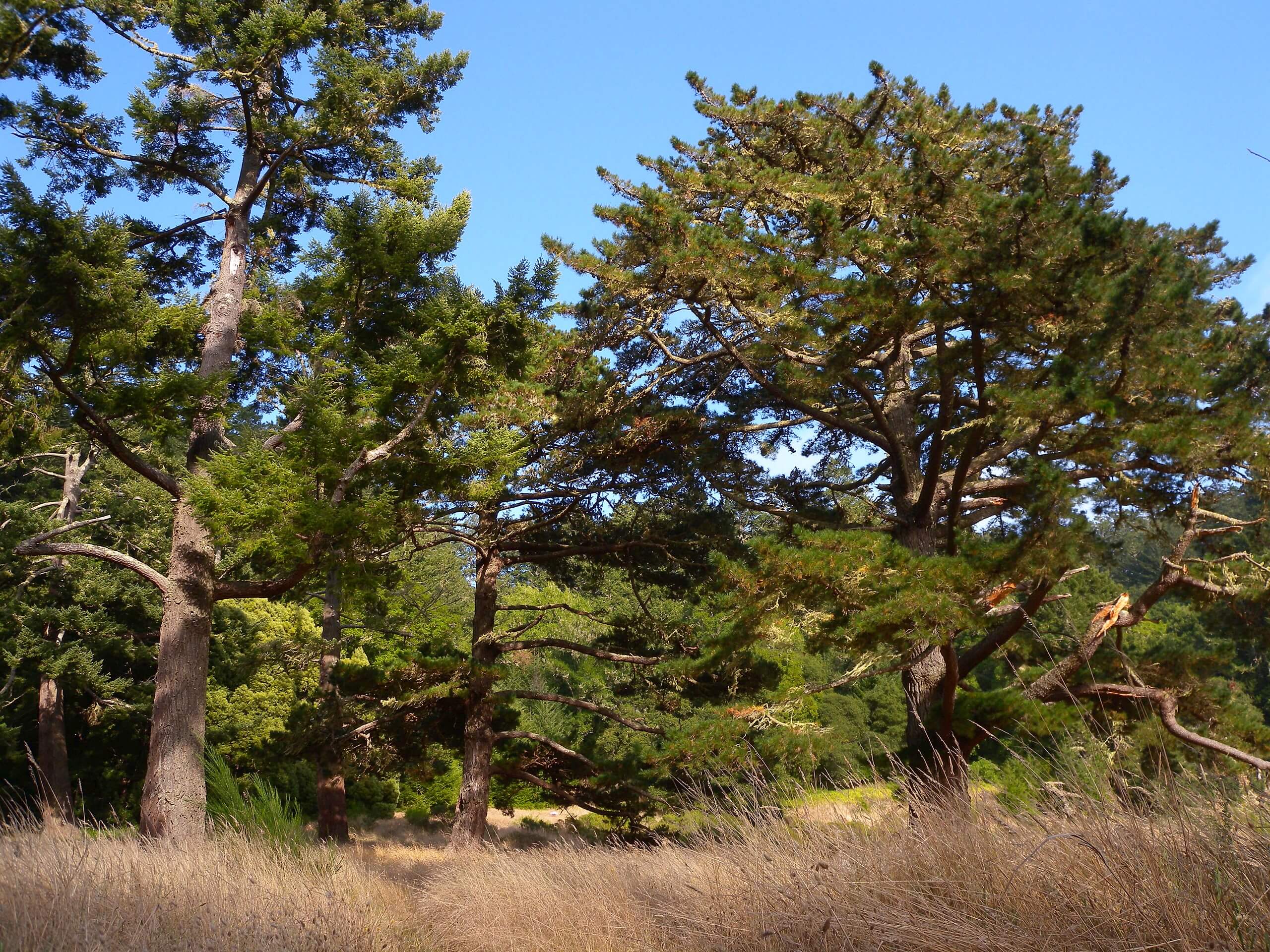 Divide Meadow Loop