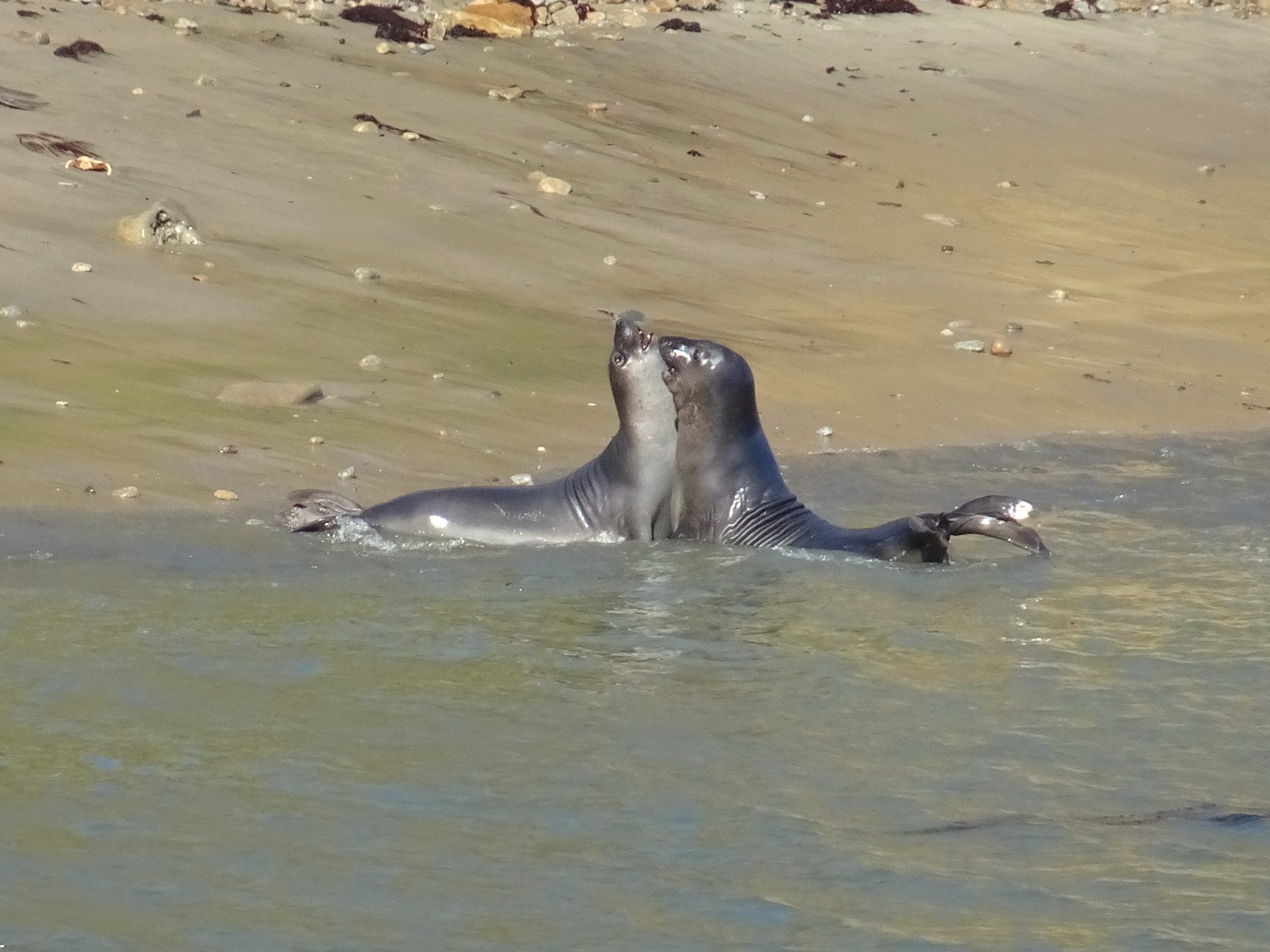 Elephant Seal Overlook Trail