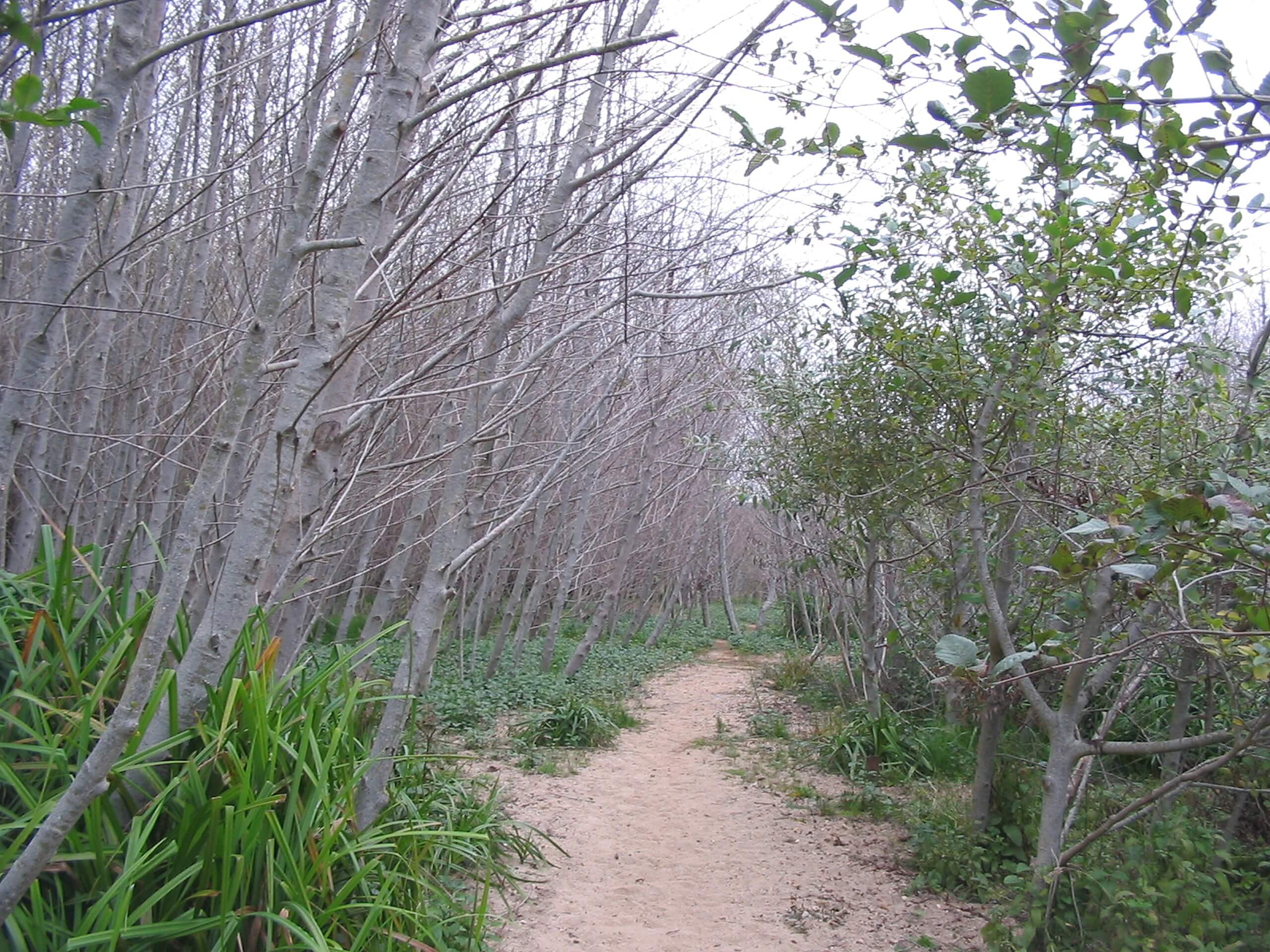 Muddy Hollow and Coast Trail Loop