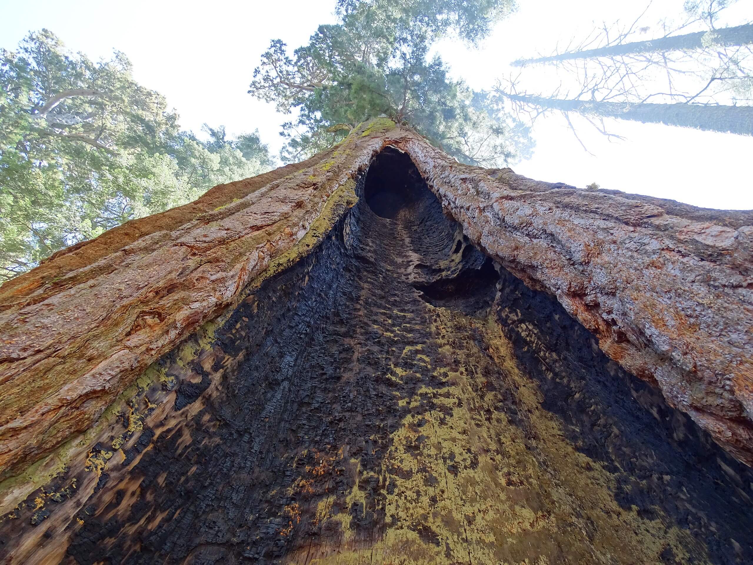 McKinley Grove of Giant Sequoias Trail