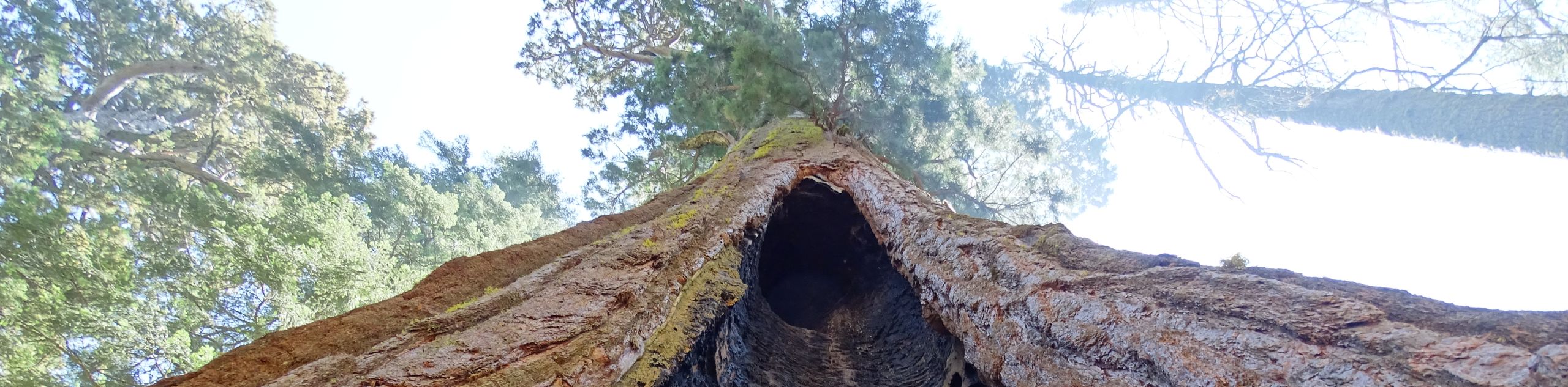 McKinley Grove of Giant Sequoias Trail
