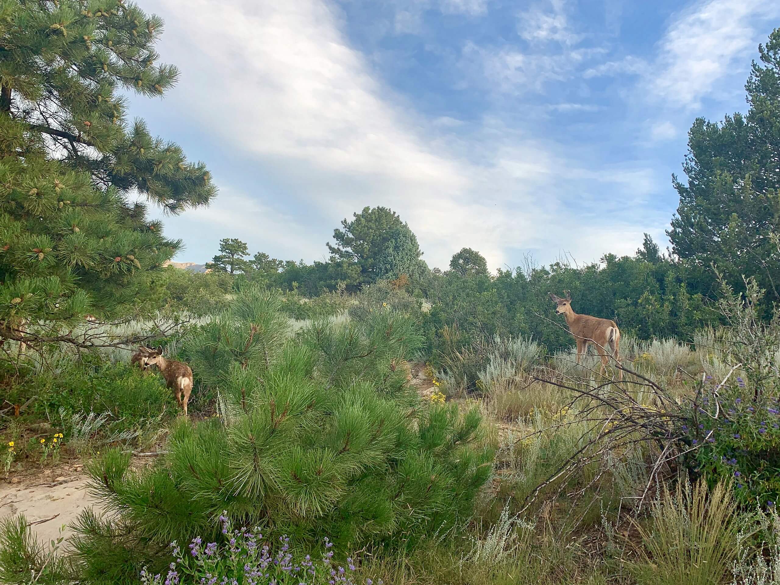 Ute Valley Park Loop