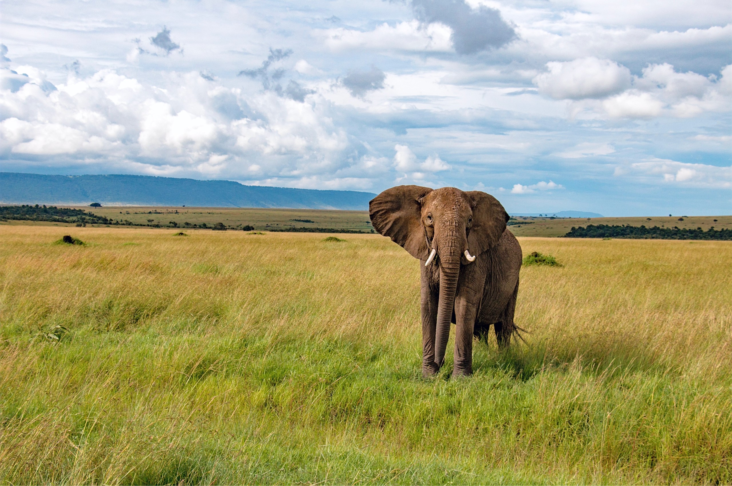Friendly elephant met in Kenya