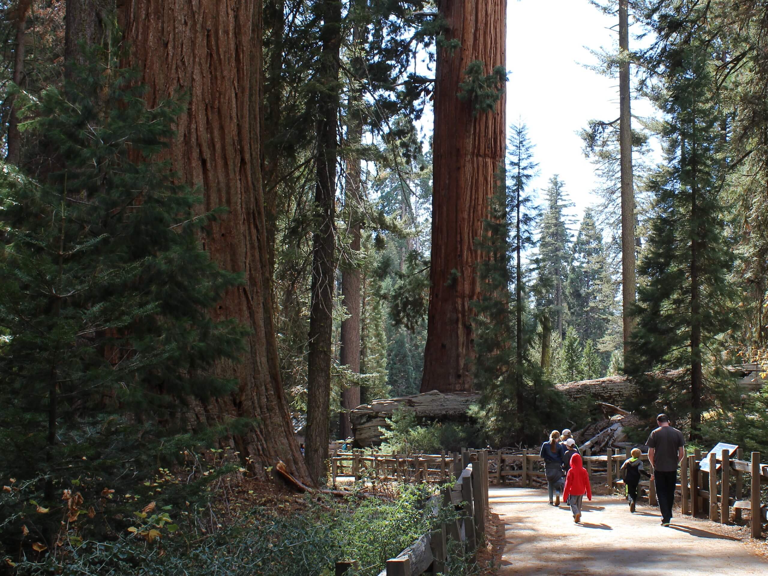 General Grant Grove Trail