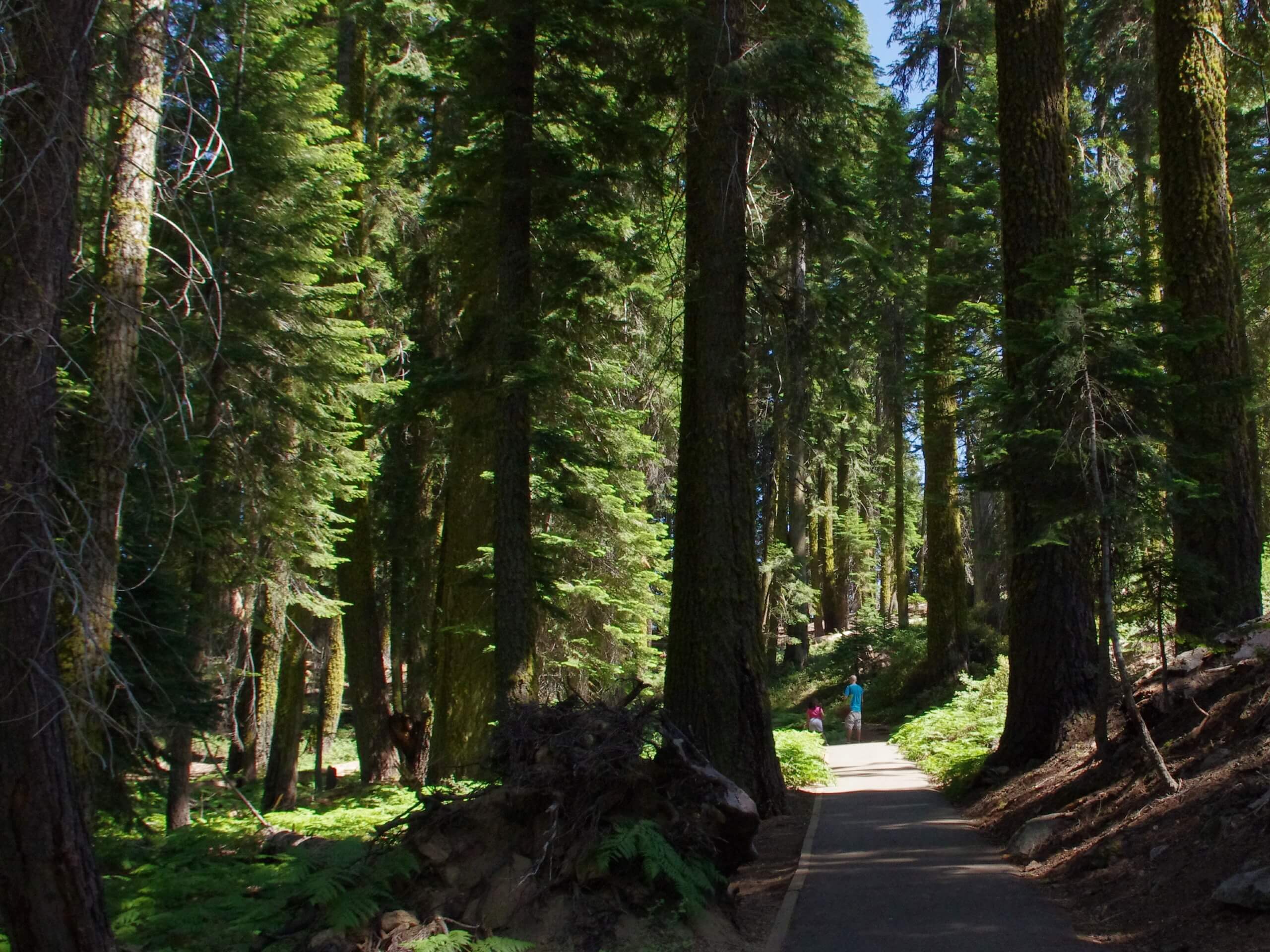 Giant Forest Loop Trail