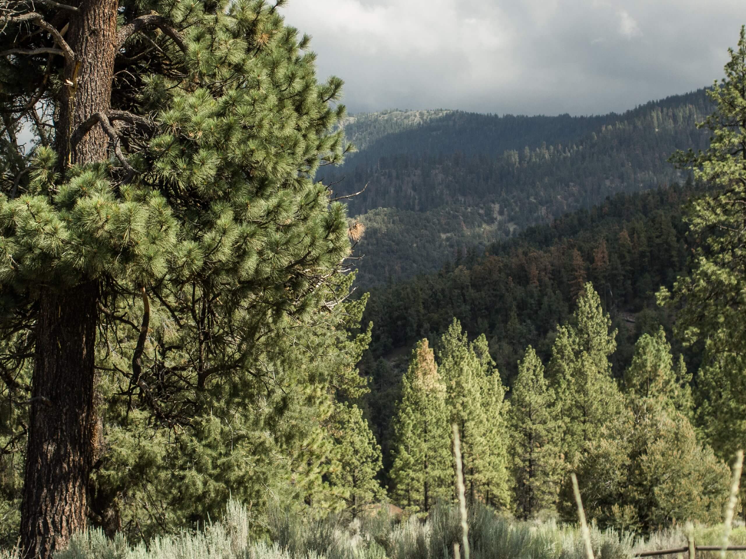 Mount Pinos Trail