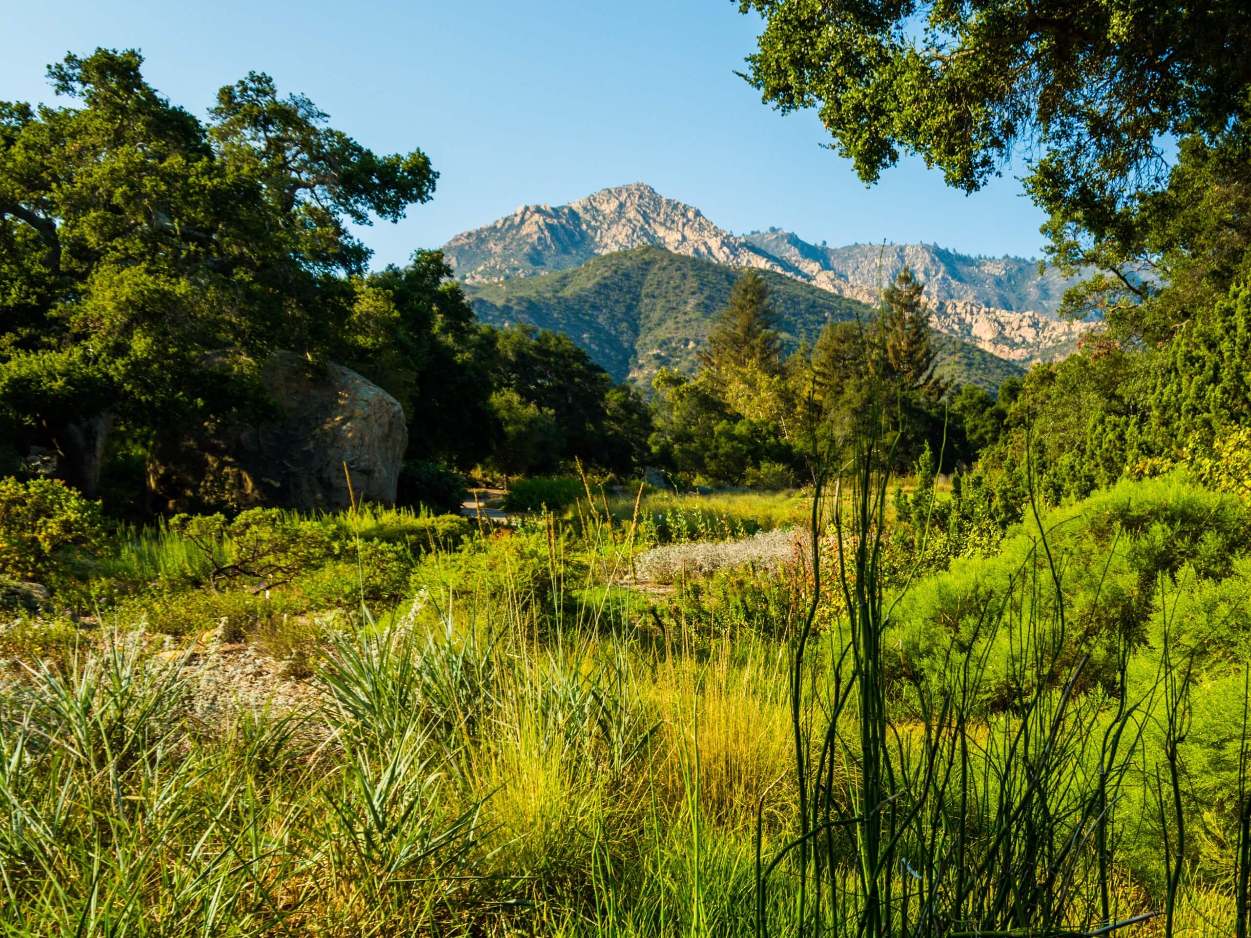 Santa Barbara Botanic Garden Trail