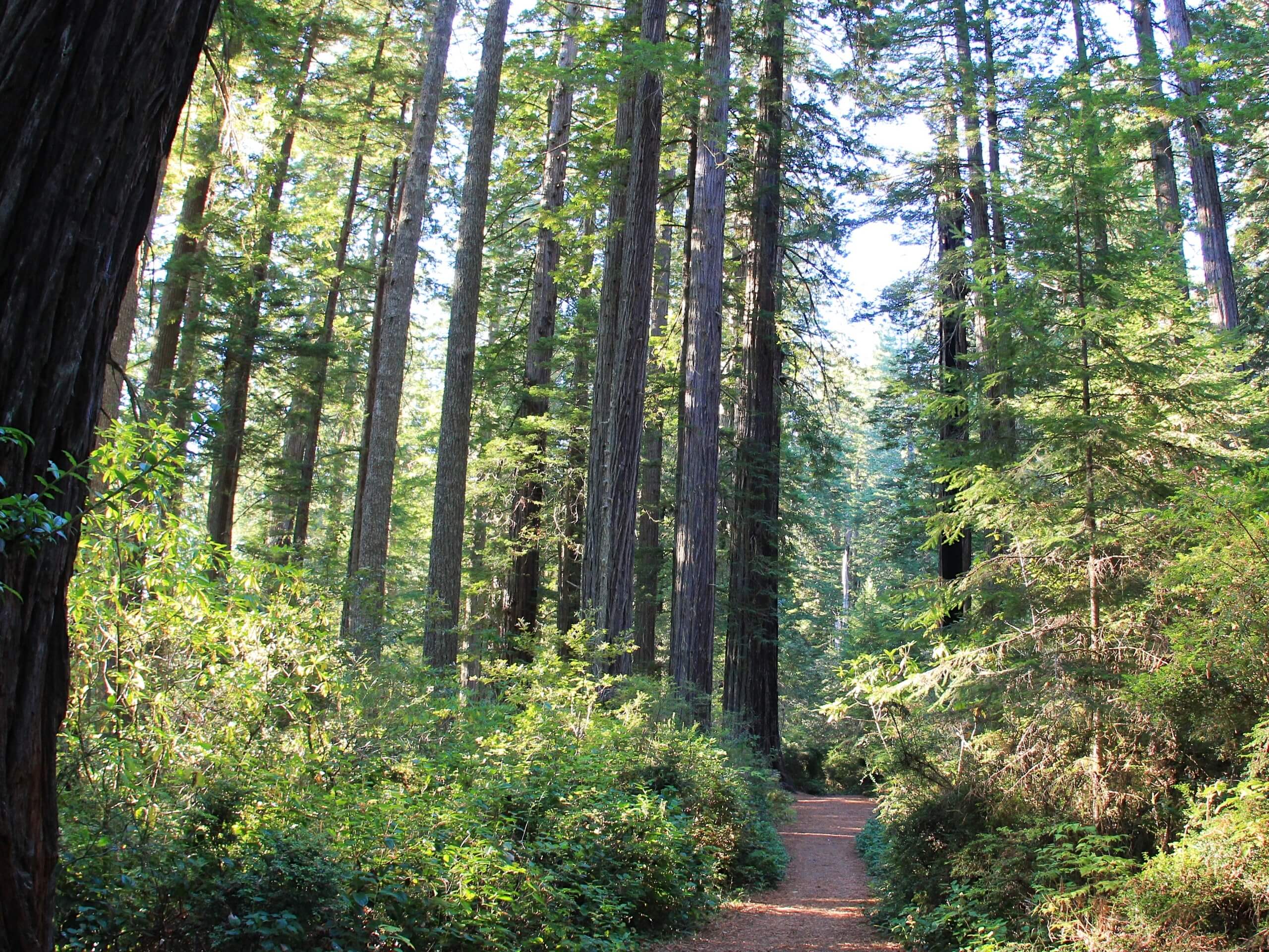 Berry Glen and Lady Bird Grove Trail