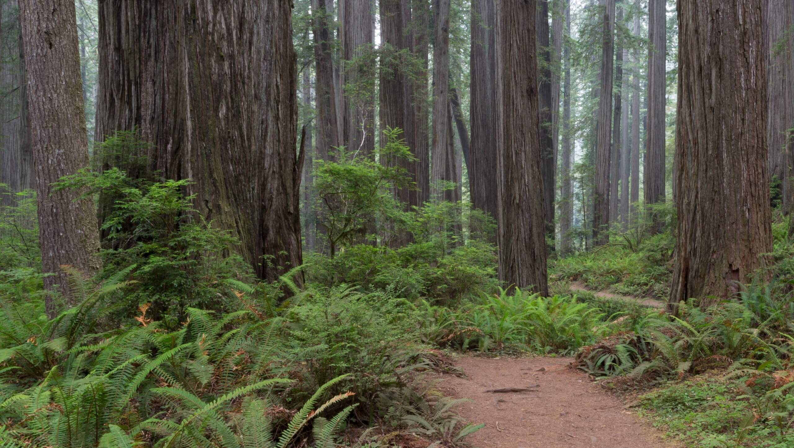 Boy Scout Tree Trail