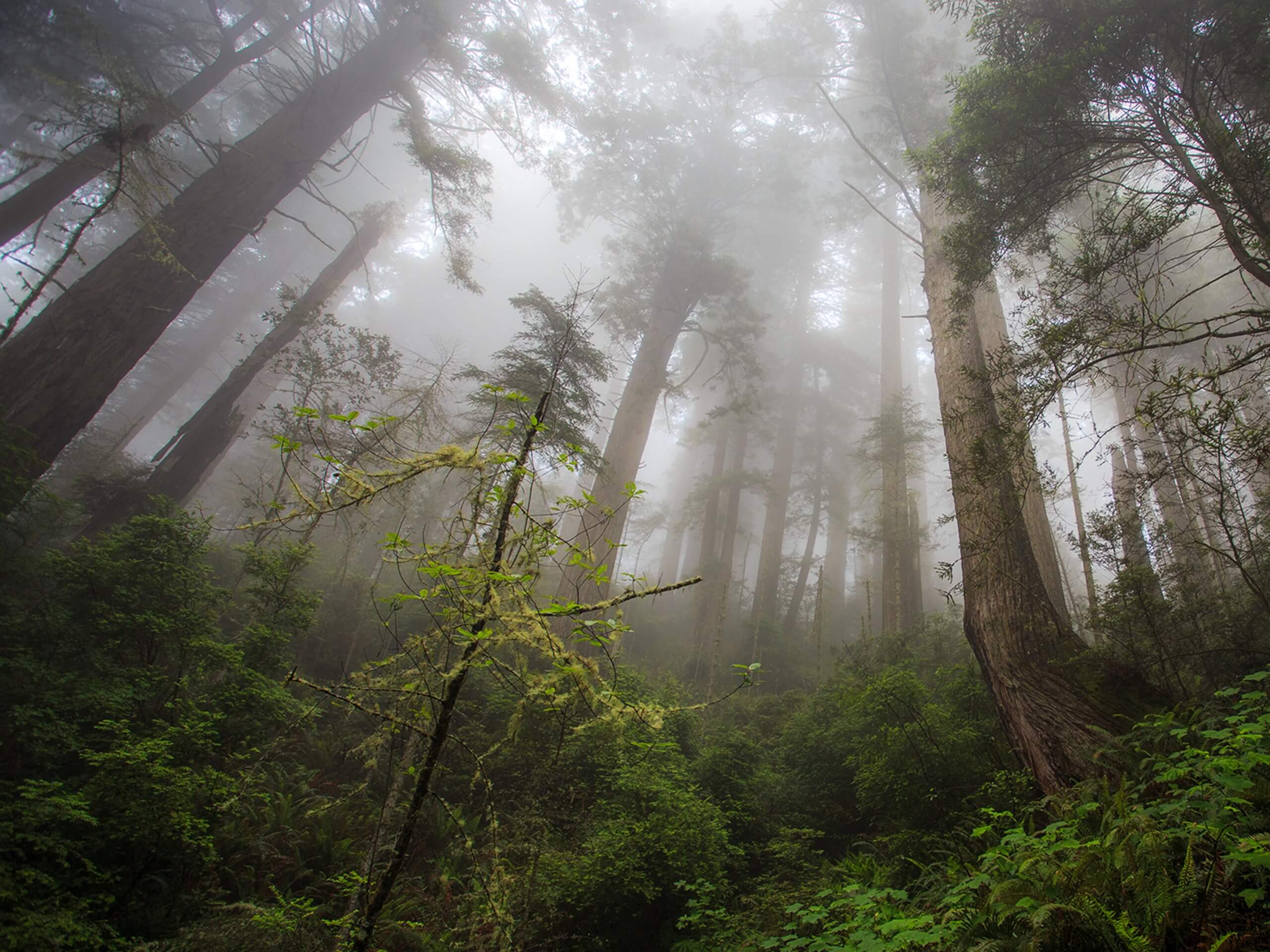 Damnation Creek Trail