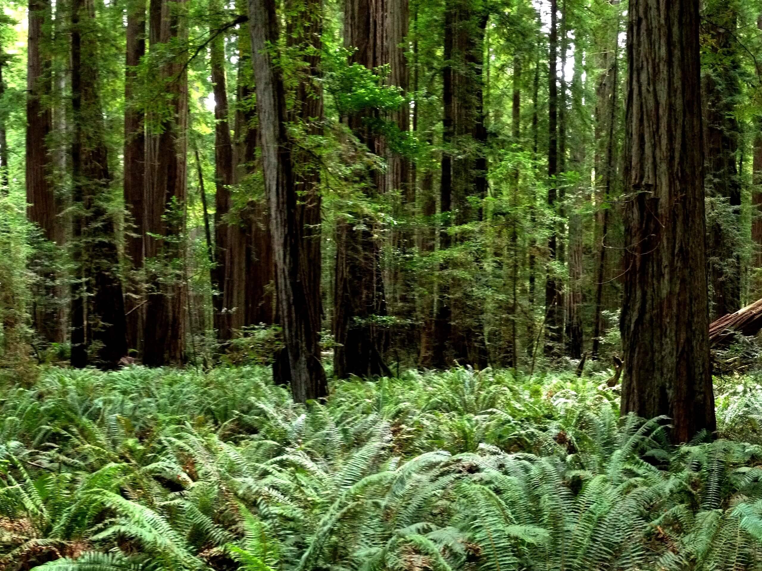 Jedediah Smith Campground Trail