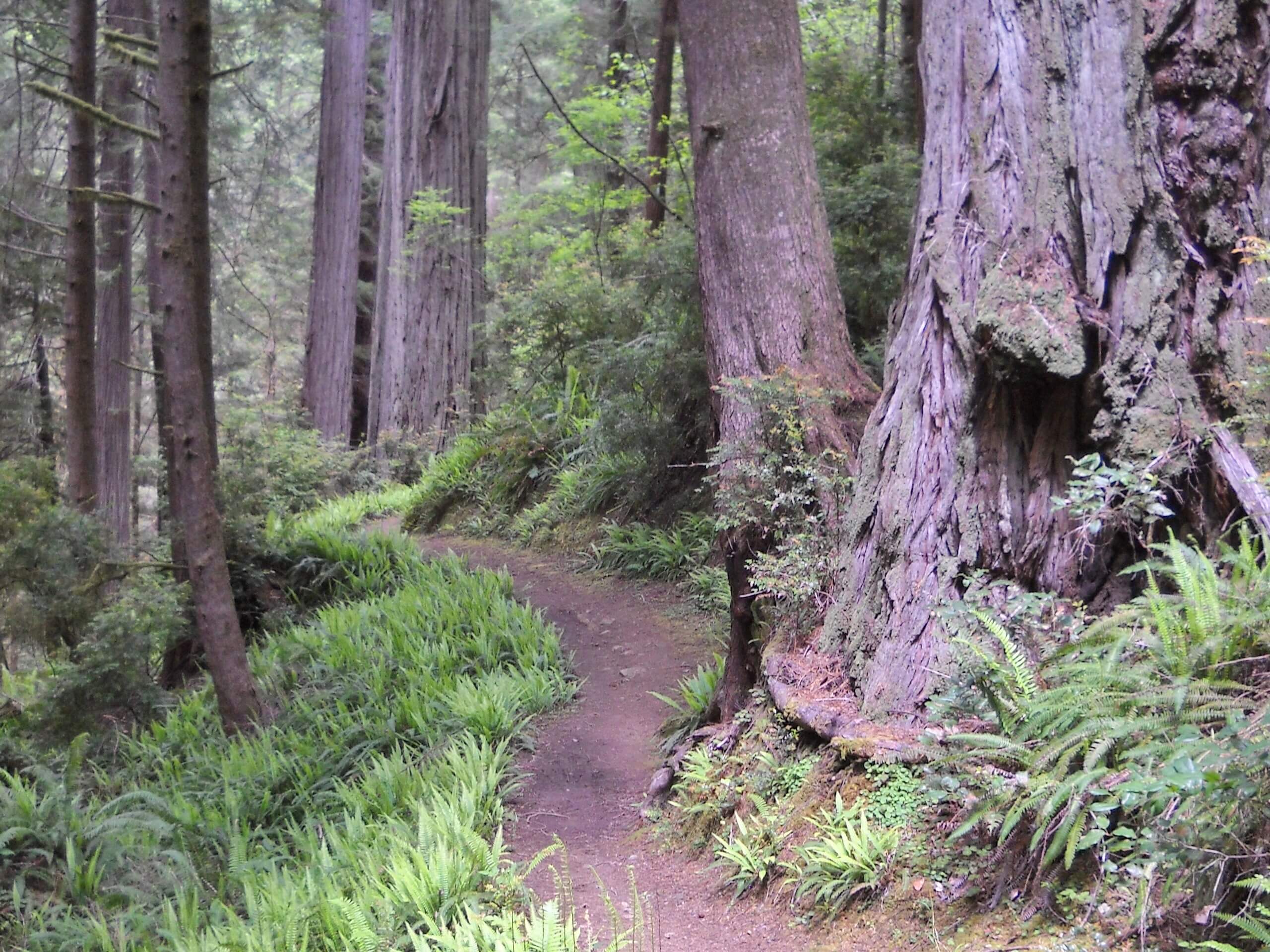 Miner’s Ridge and Clintonia Loop