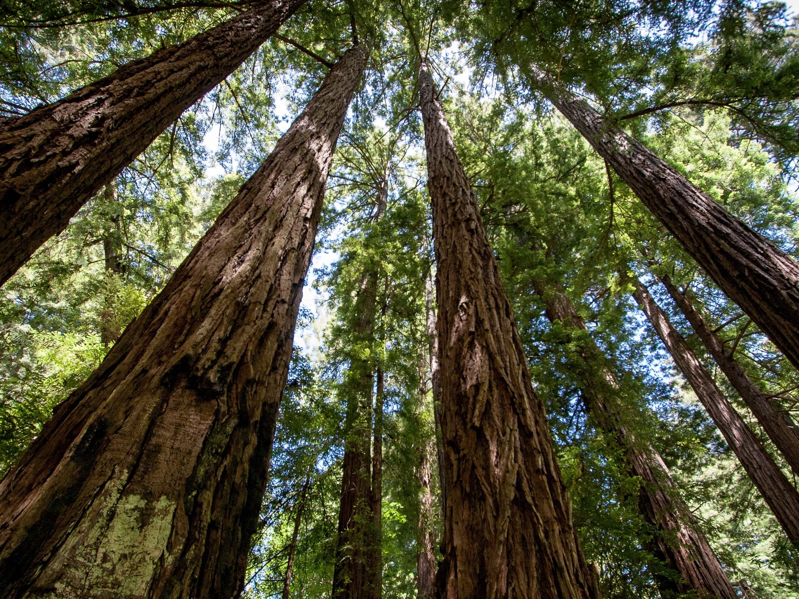 Tall Trees Grove Loop Trail