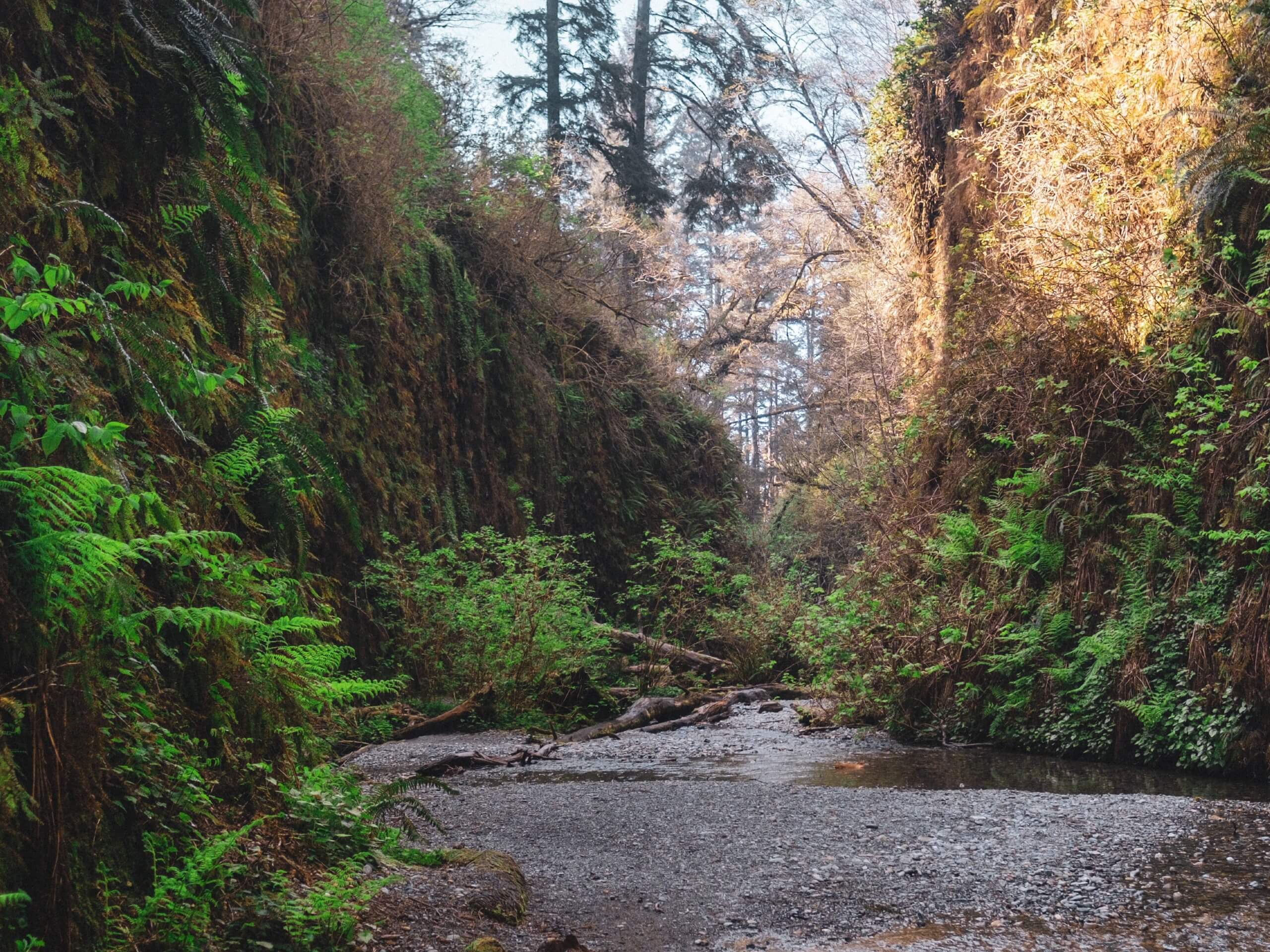 Fern Canyon Loop Trail