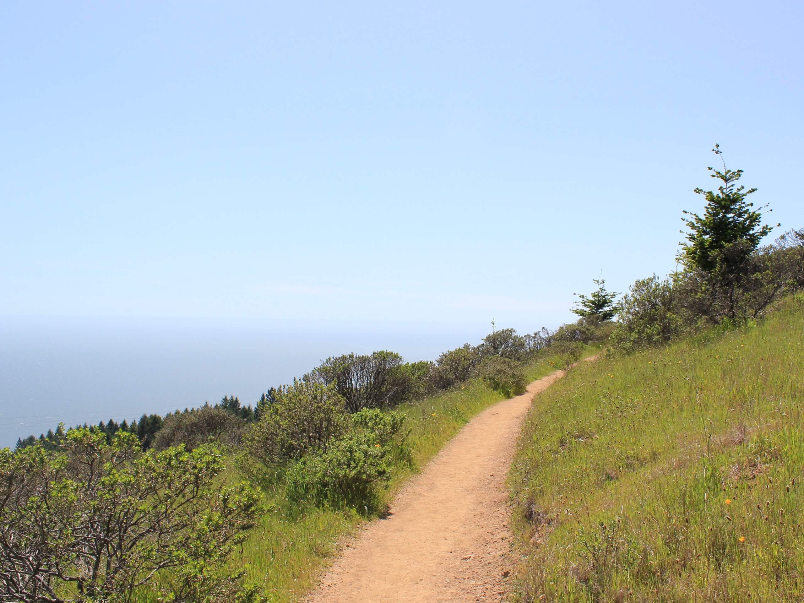 Dipsea Trail