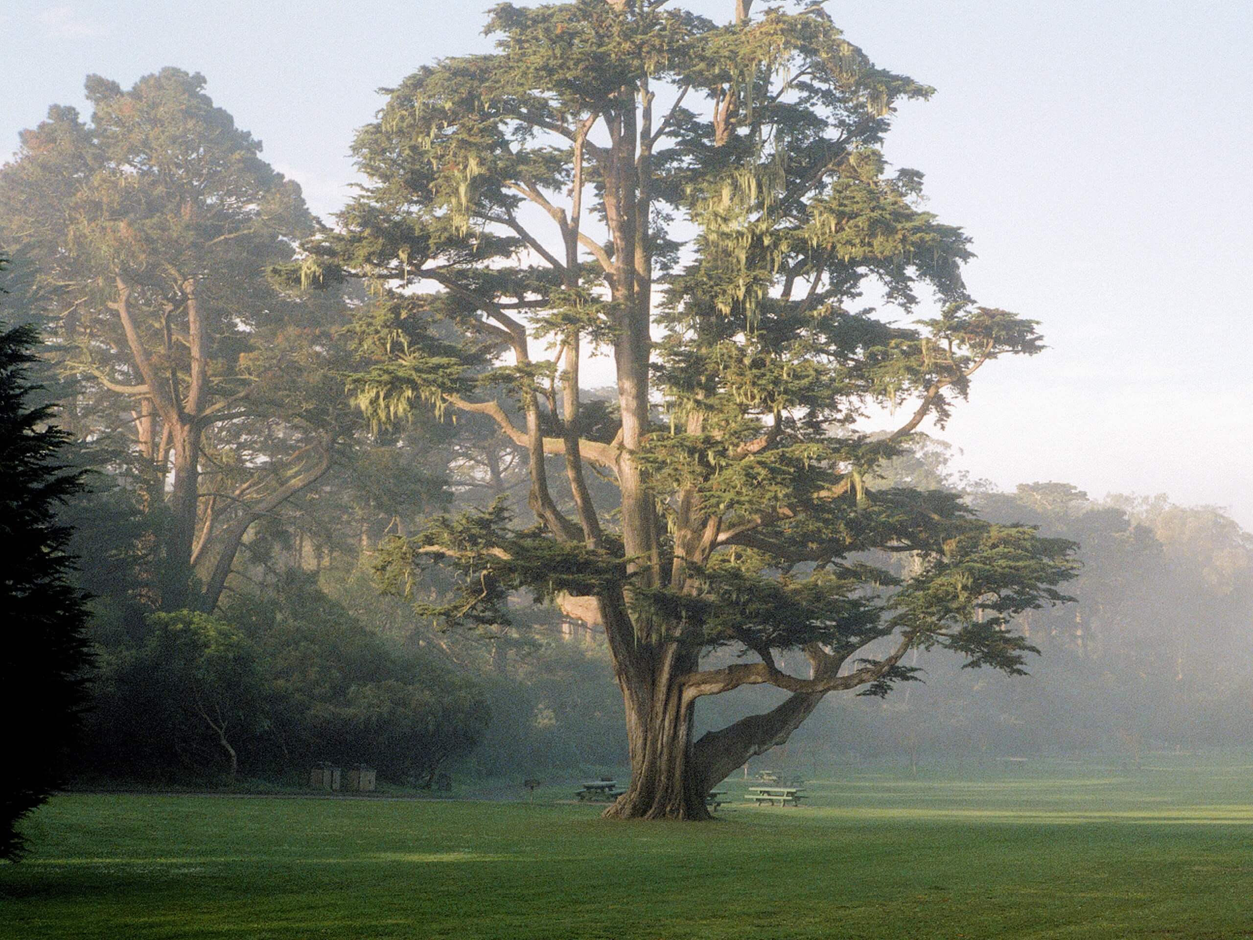 Golden Gate Park Loop