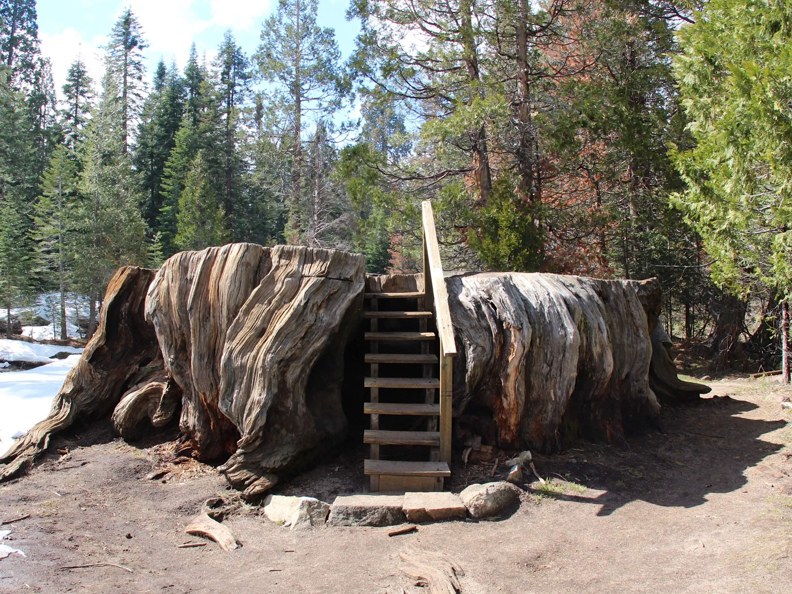 Big Stump Grove via Azalea Campground Hike